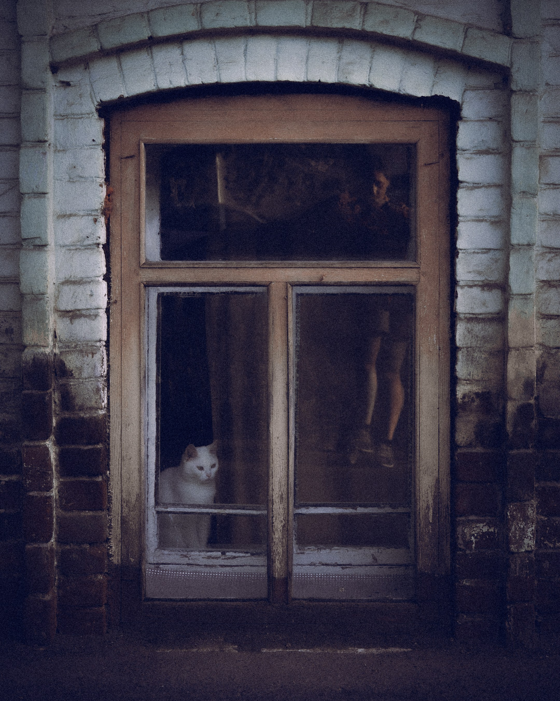 Cats in Samara. Photographer in Moscow and Samara Anna Chistiakova