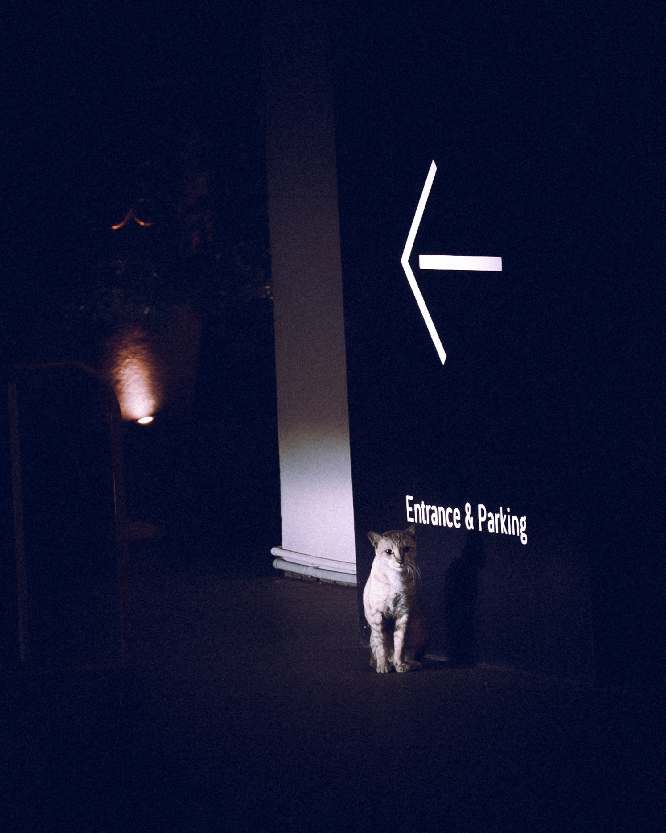 Cats in Bangkok. Photographer in Moscow and Samara Anna Chistiakova