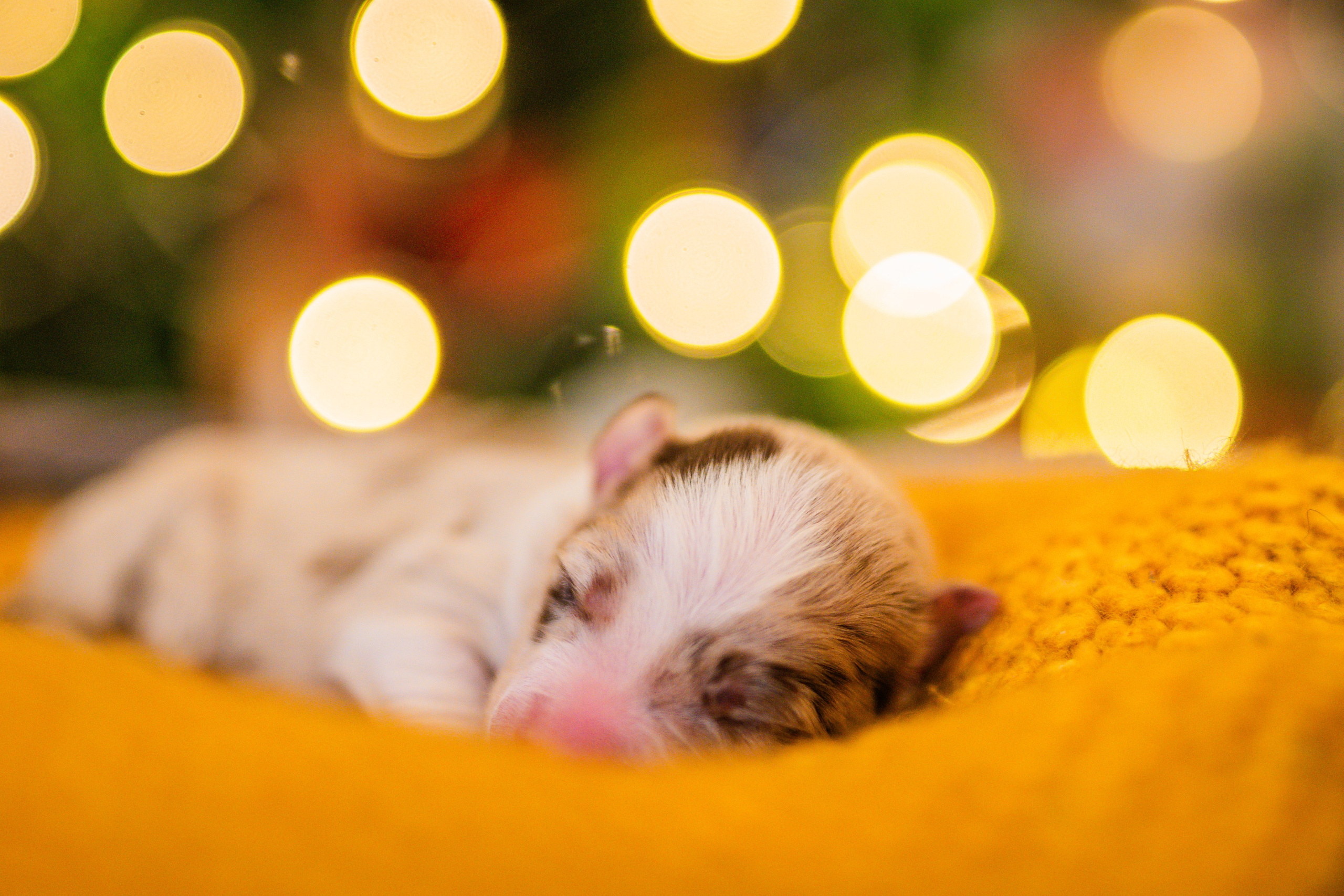 Фритсвит. Семейный фотограф Ефремова Виктория