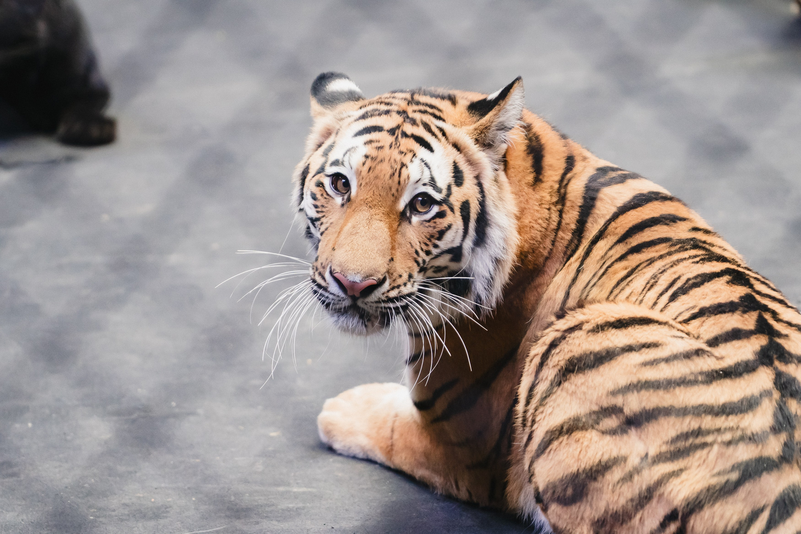 5 Континентов — Открытая репетиция. Воробьева Ксения — Спортивный и танцевальный фотограф Новосибирск