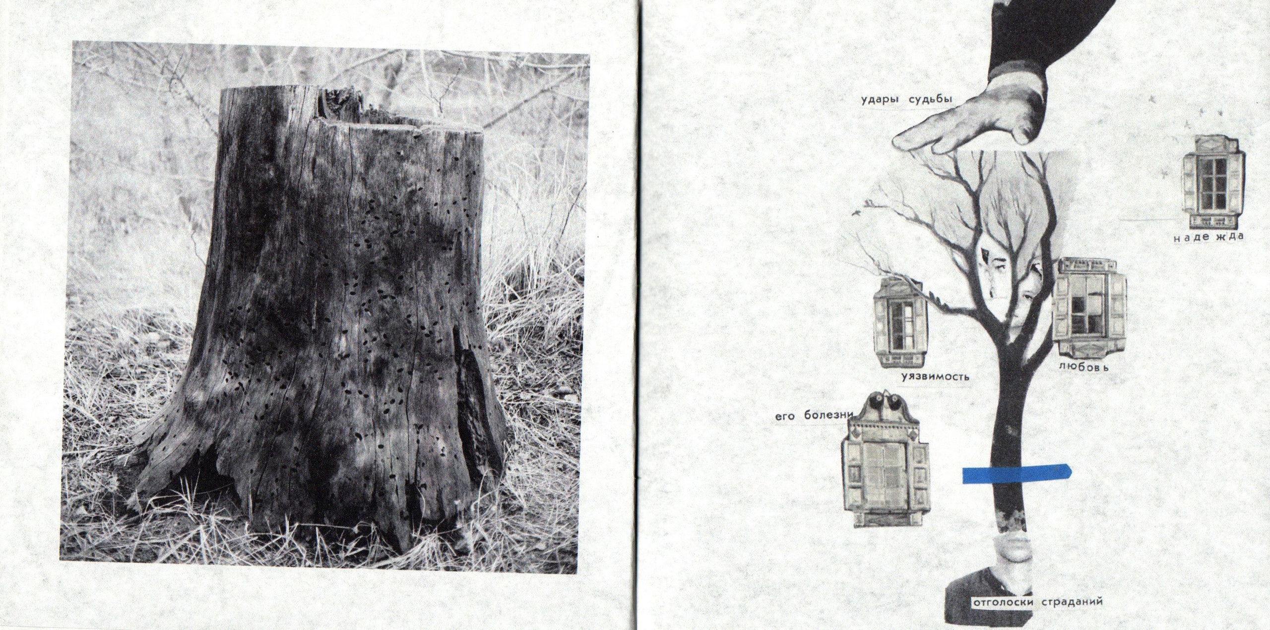 Деревья, которые дают сил. Фотограф Анна Кирнос