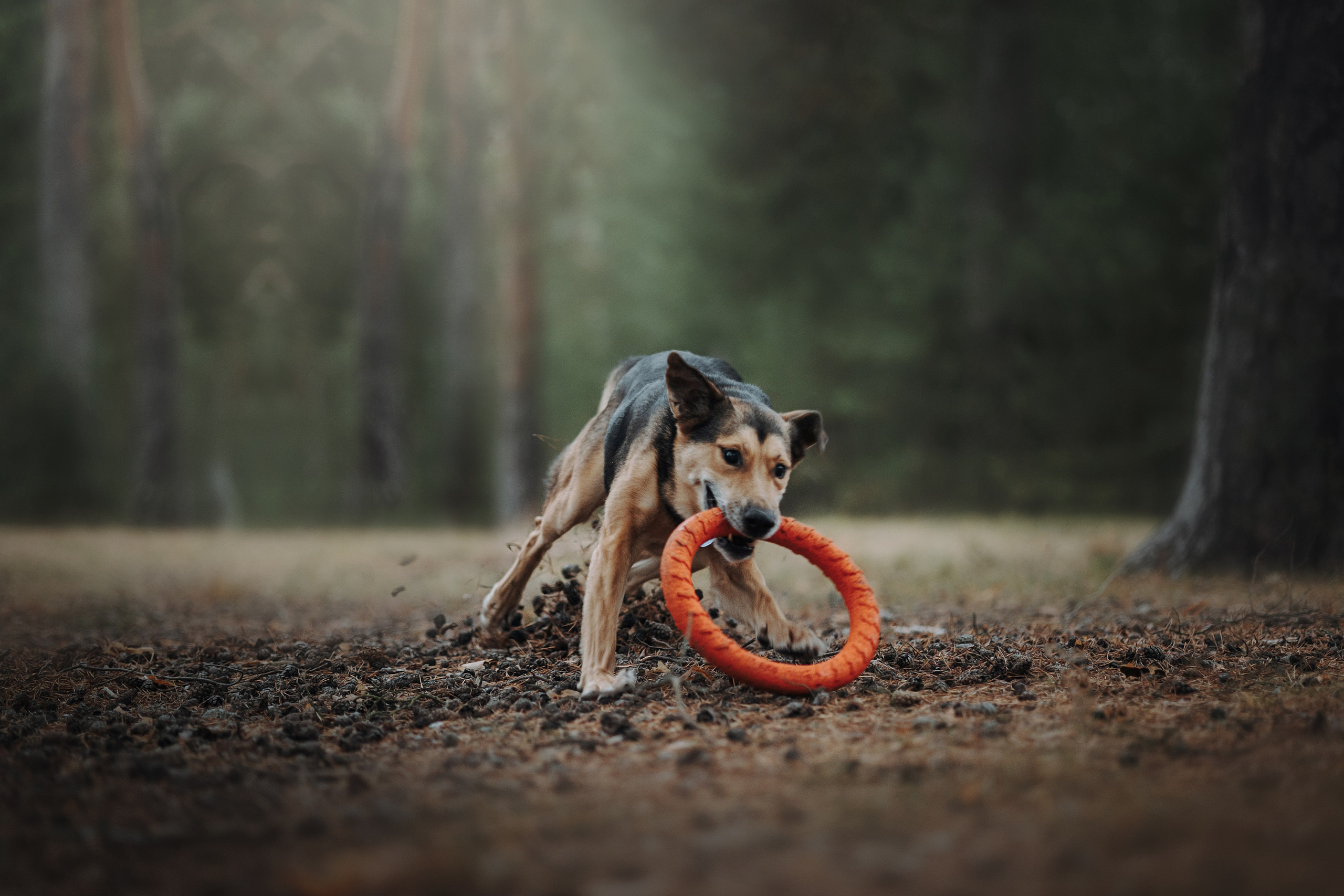 Наталья и Того. Фотограф — Анималист | Санкт-Петербург