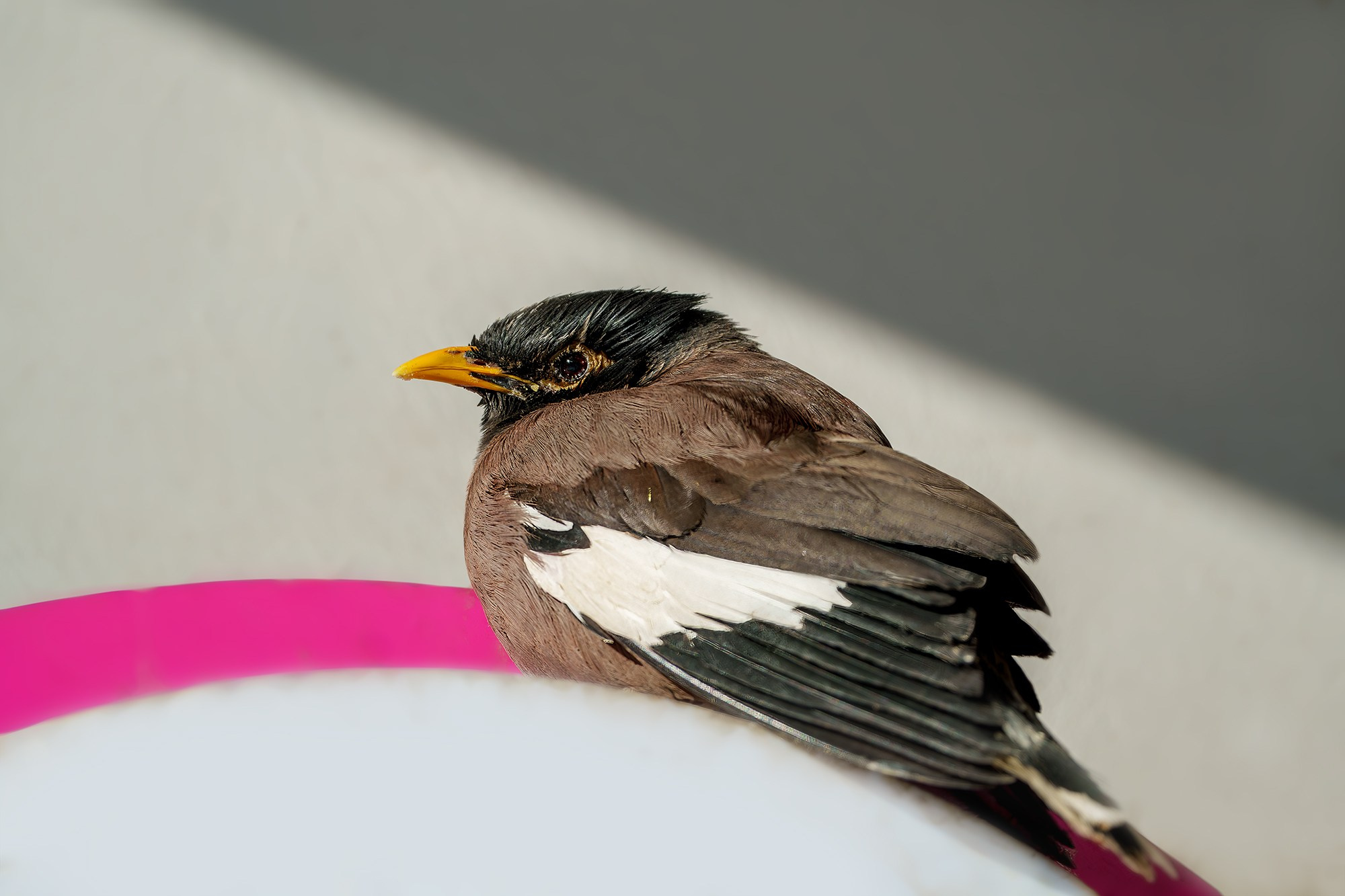 Удивительные мир птиц. Вокруг нас столько прекрасного — присмотритесь!. Ваш личный фотограф Марина Волкова