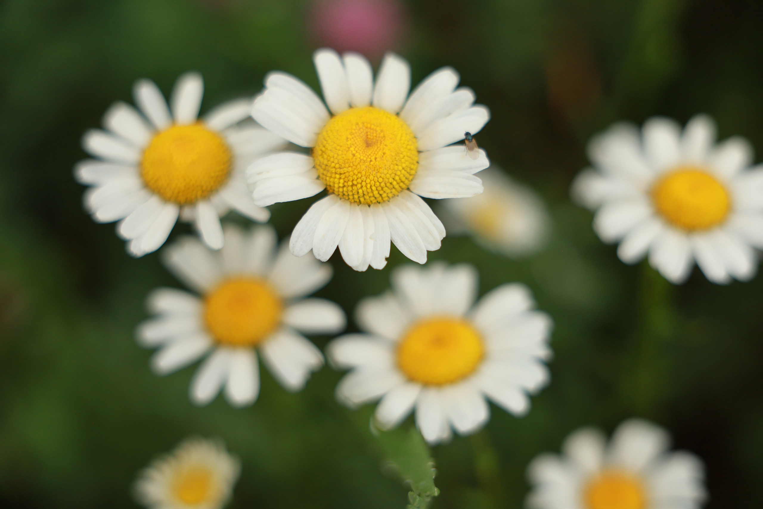 Фотосессия выездная. Ромашки, маки, природа. Фотограф в Крыму Татьяна Барицкая ЕНОТИКА