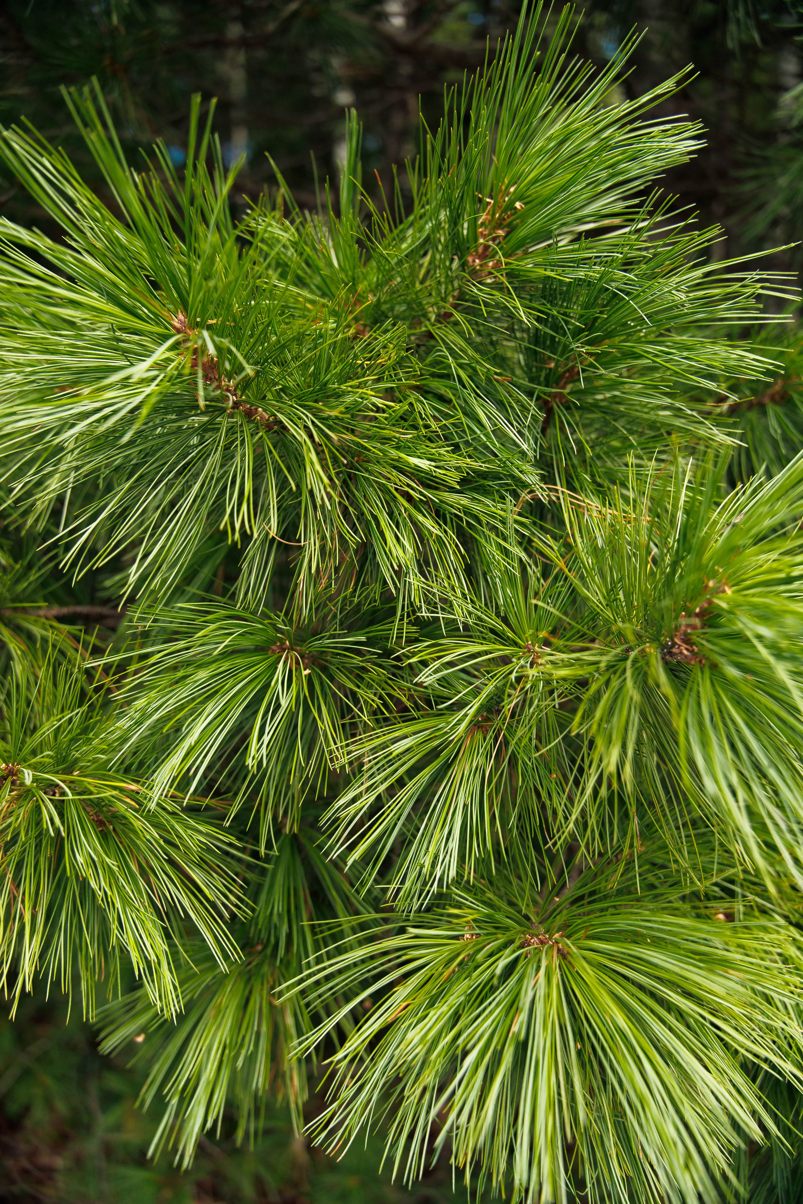 Летний Байкал