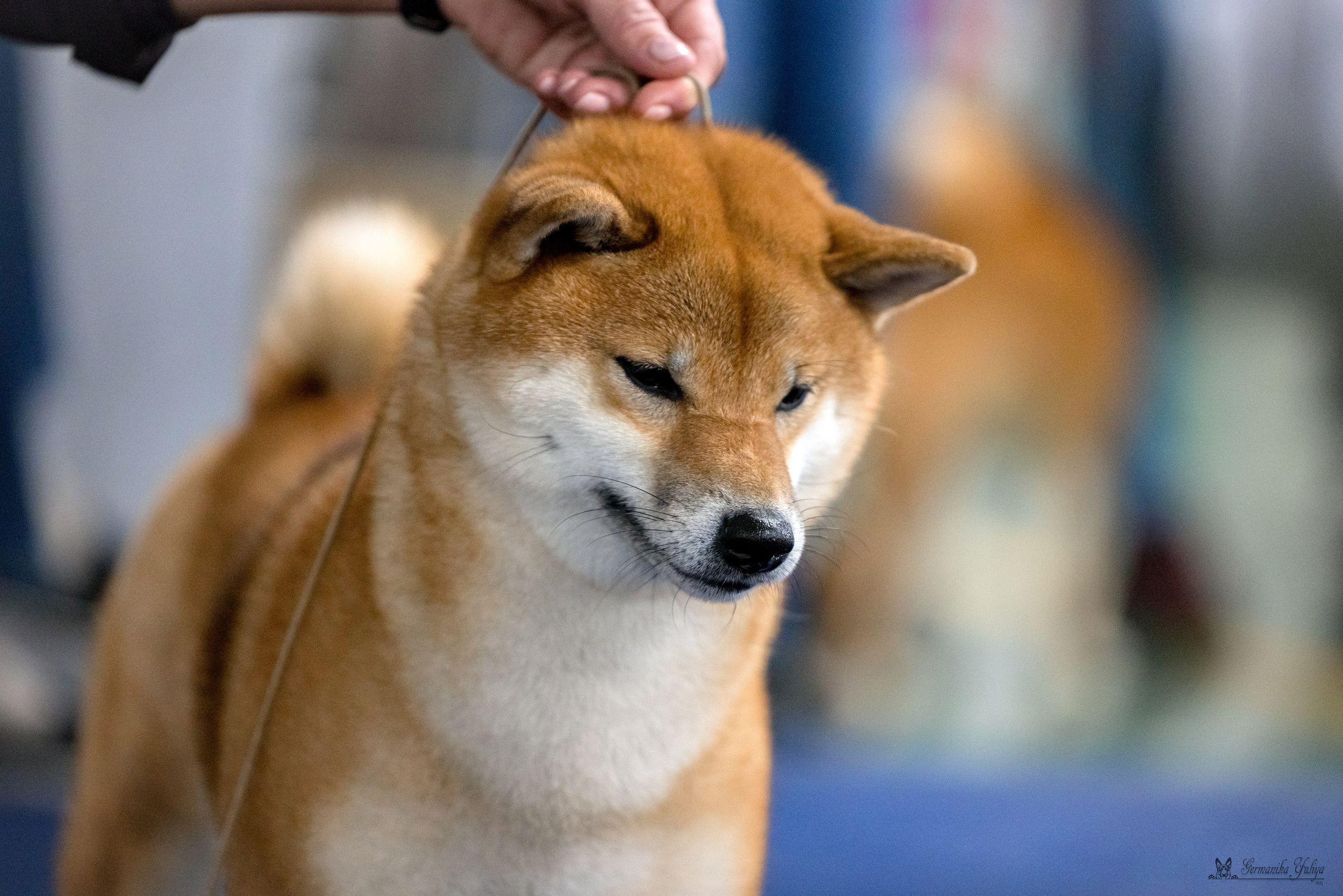 Сфера 29.10,Крокус 4.11,Сфера 12.11.2023. Фотограф-анималист Юлия Германика