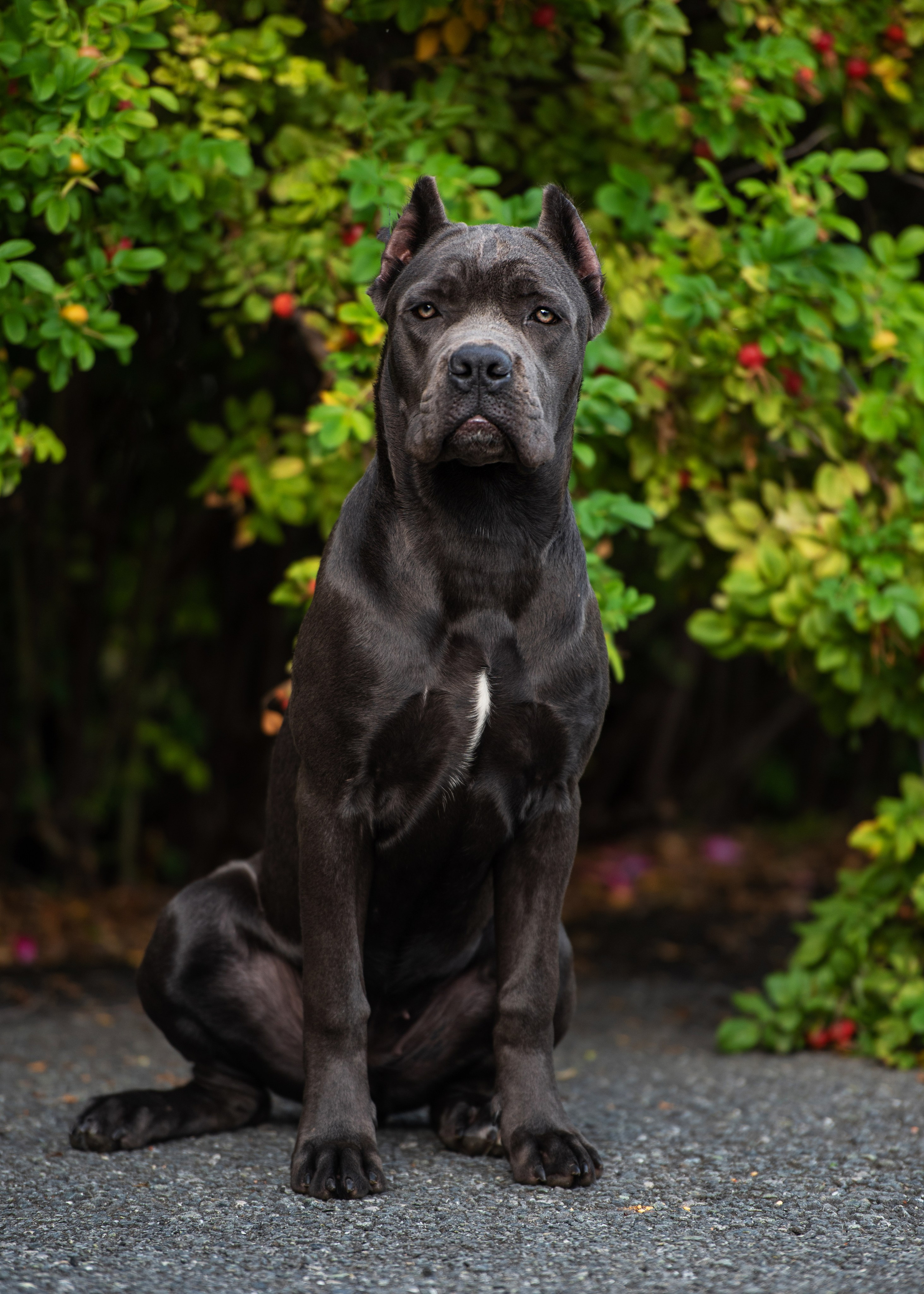 Выставка собак Тюмень 02.09.2023. Дог-фотограф в Тюмени Александра Королева