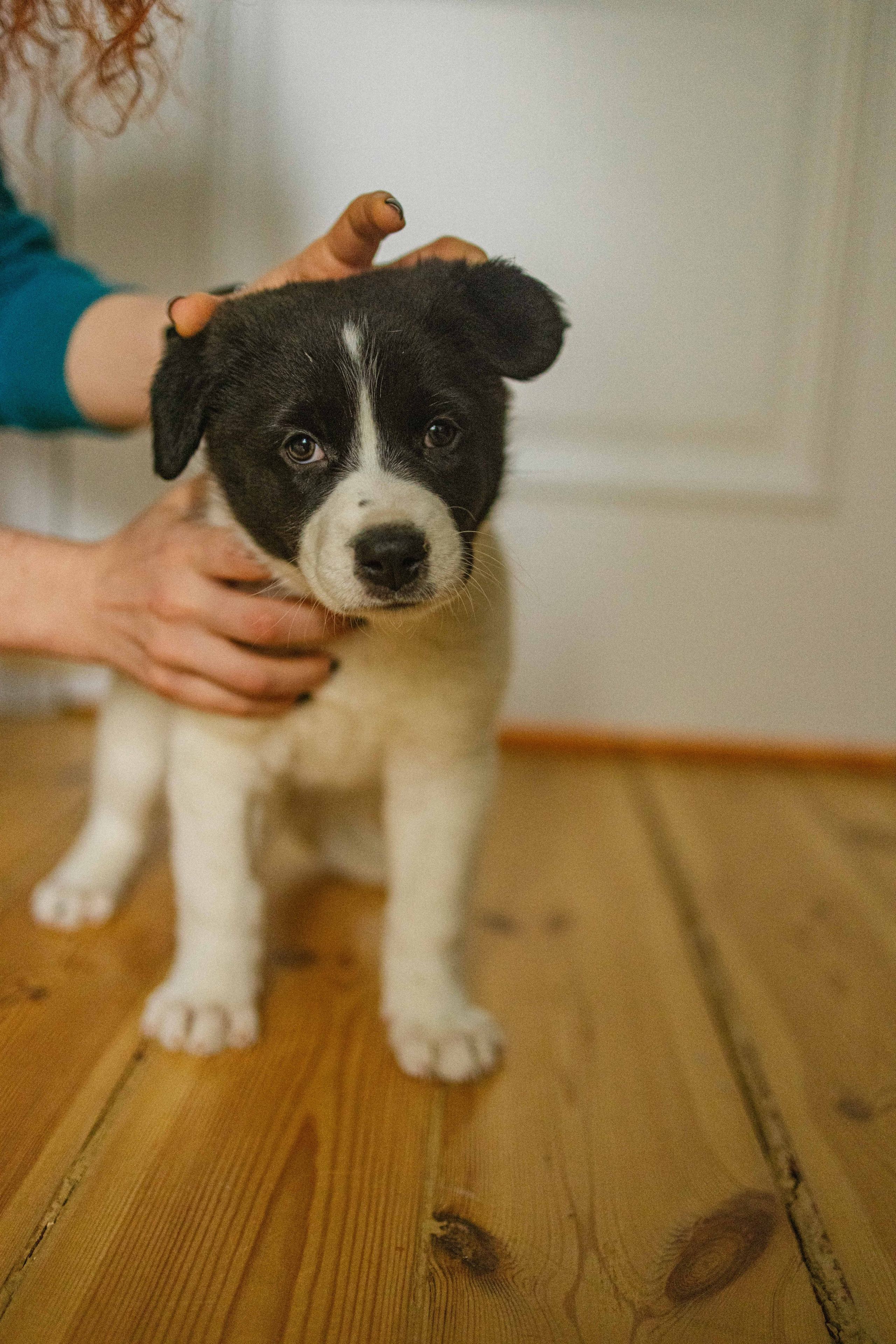 Щеночки. Фотограф-анималист в Москве Лера Черноног