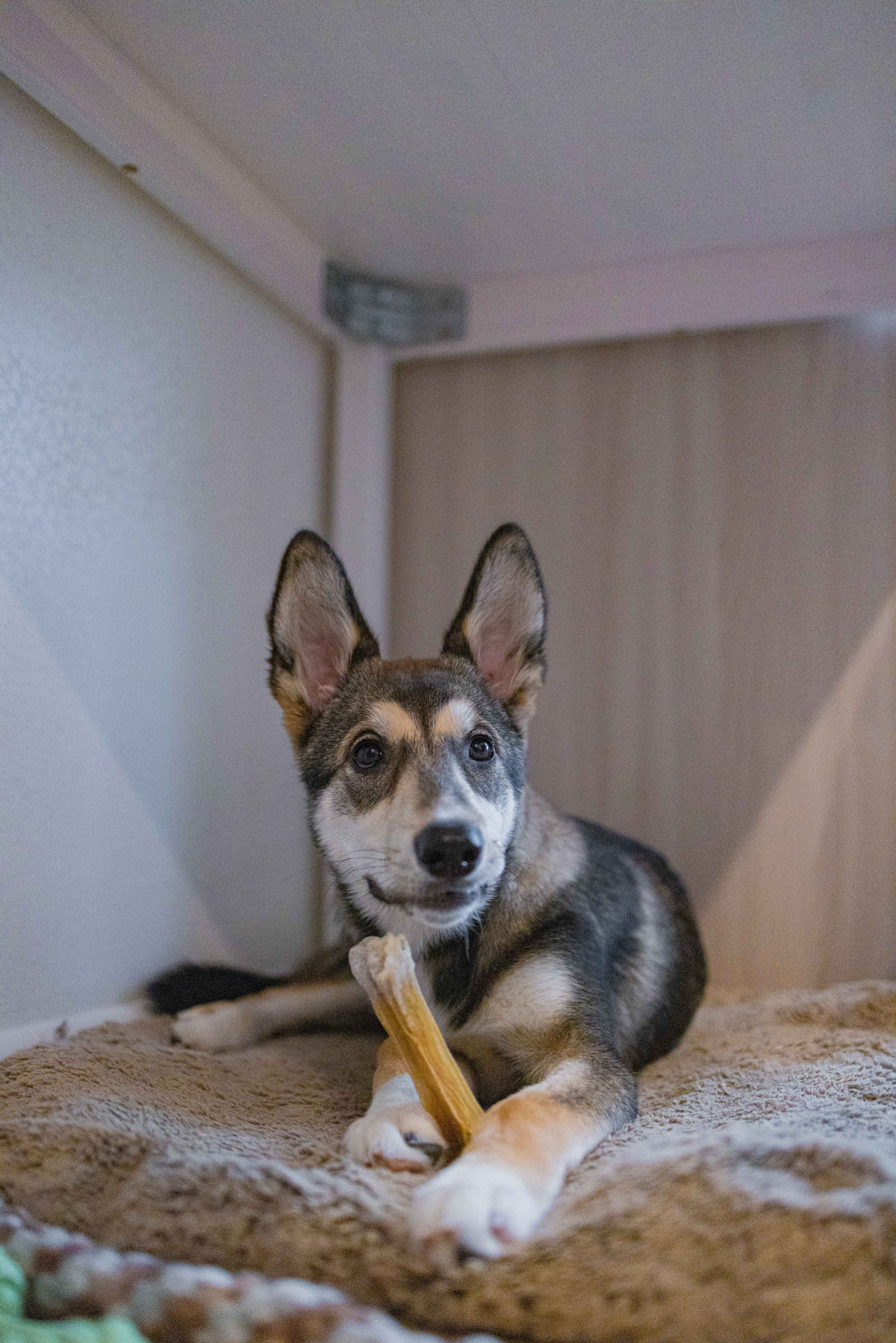 Шами. Фотограф-анималист в Москве Лера Черноног