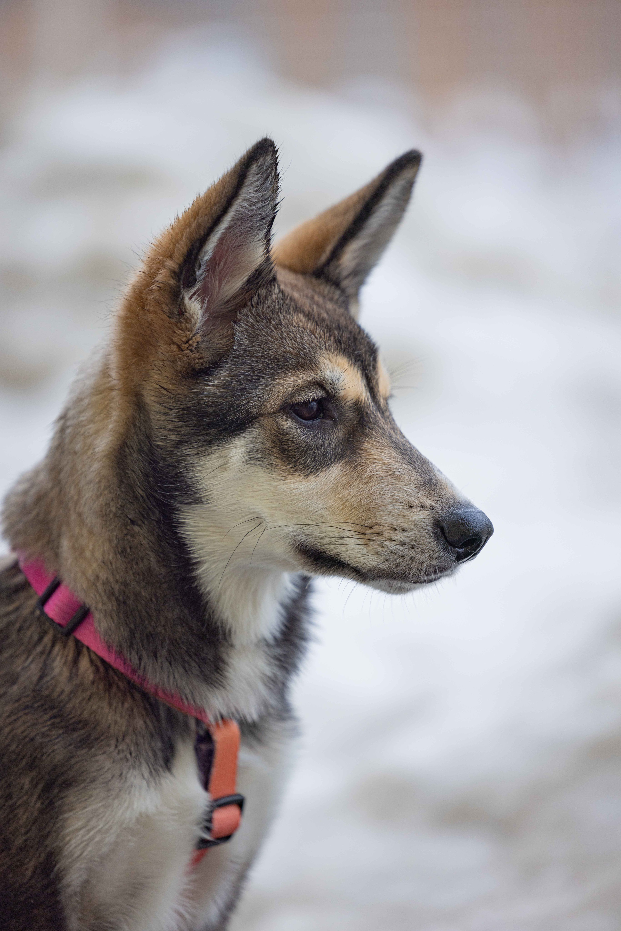 Шами. Фотограф-анималист в Москве Лера Черноног