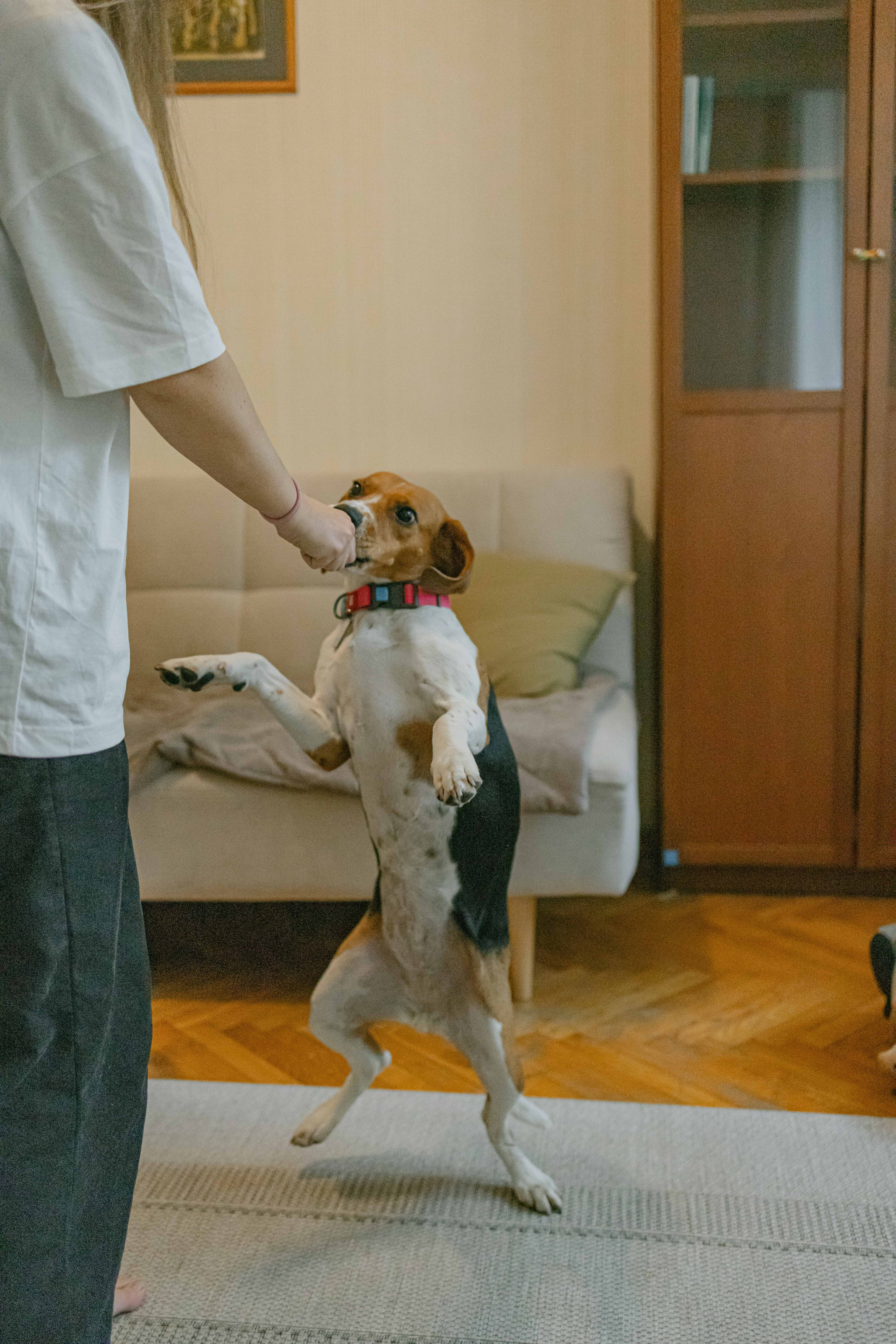 Света и Ива. Фотограф-анималист в Москве Лера Черноног