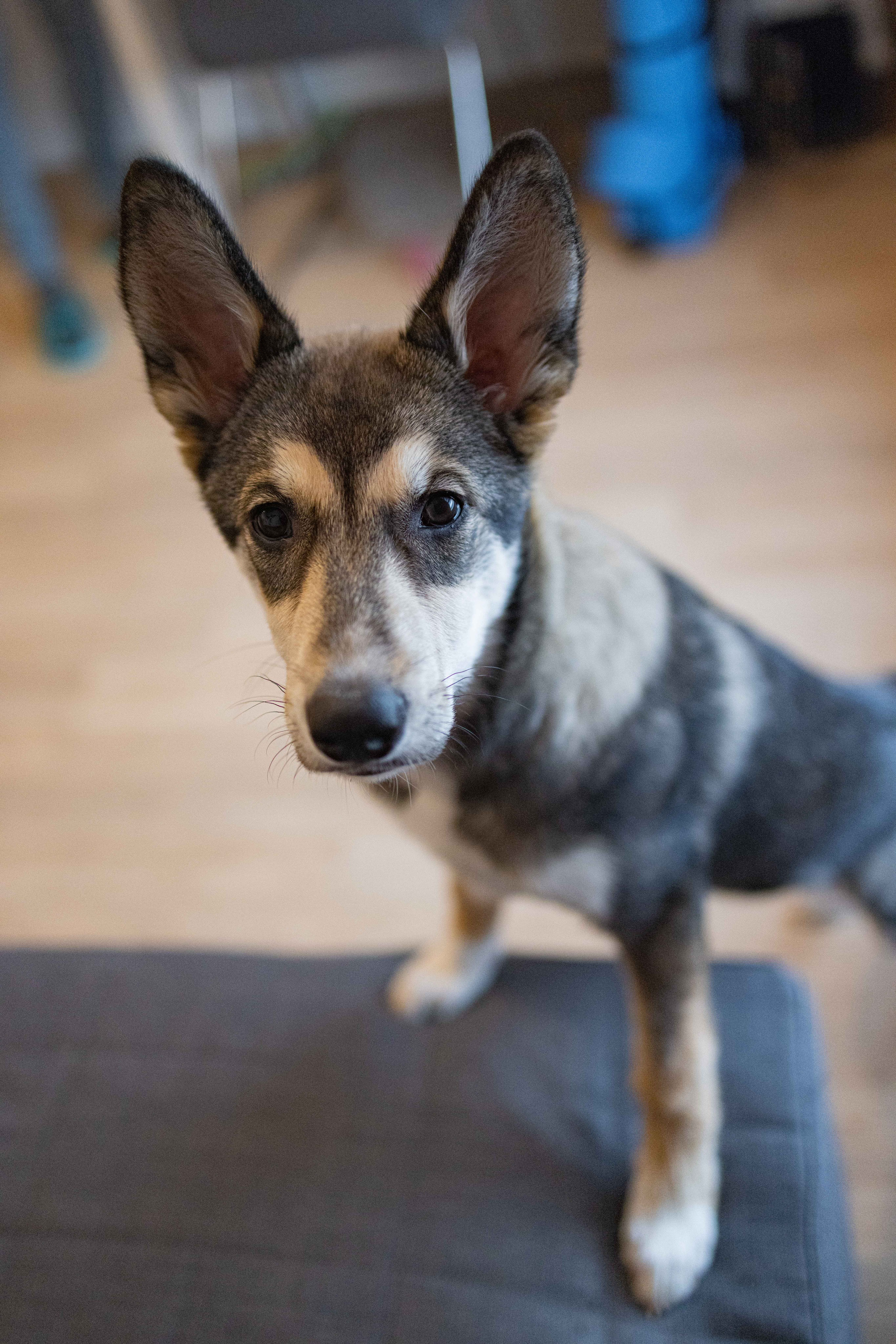 Шами. Фотограф-анималист в Москве Лера Черноног