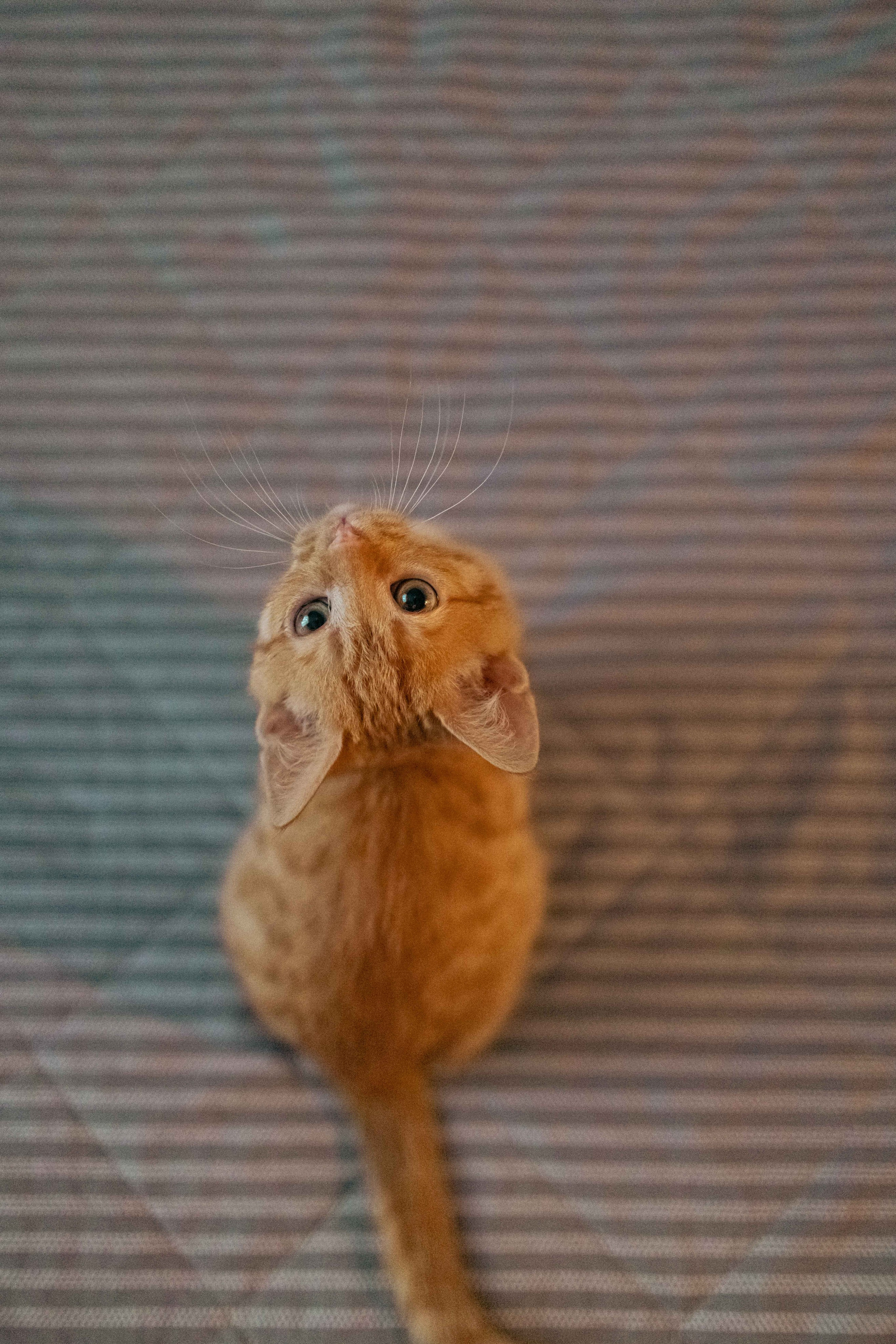 Кускус. Фотограф-анималист в Москве Лера Черноног