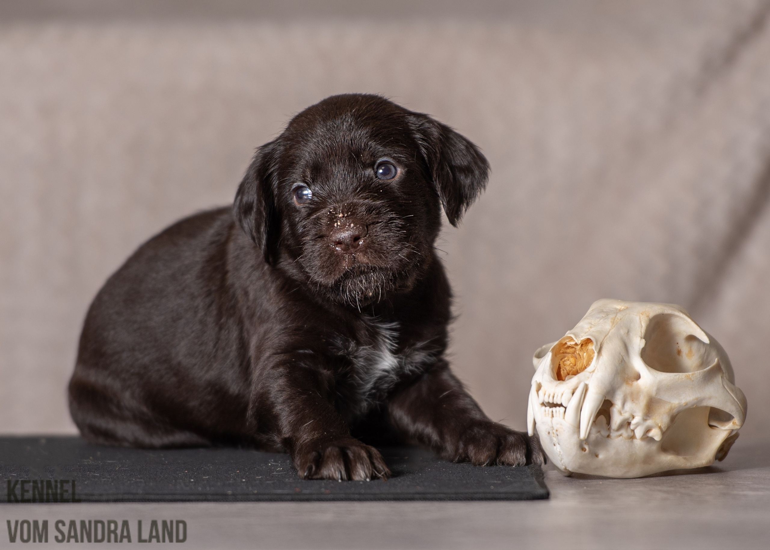 Ведьма вом Сандра Лэнд, Vedma vom Sandra Land