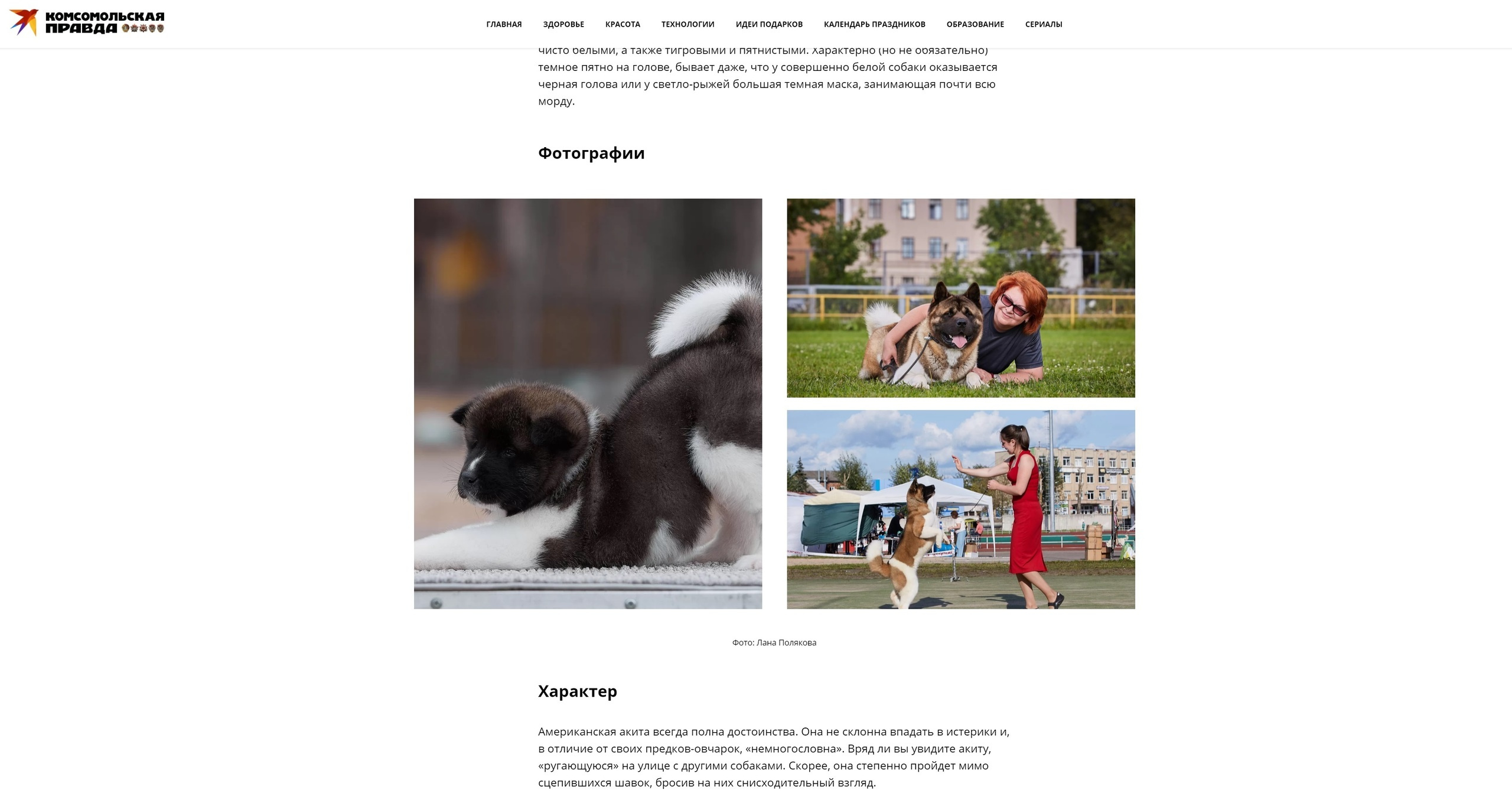 Фото американской акиты. Фотограф: Лана Полякова