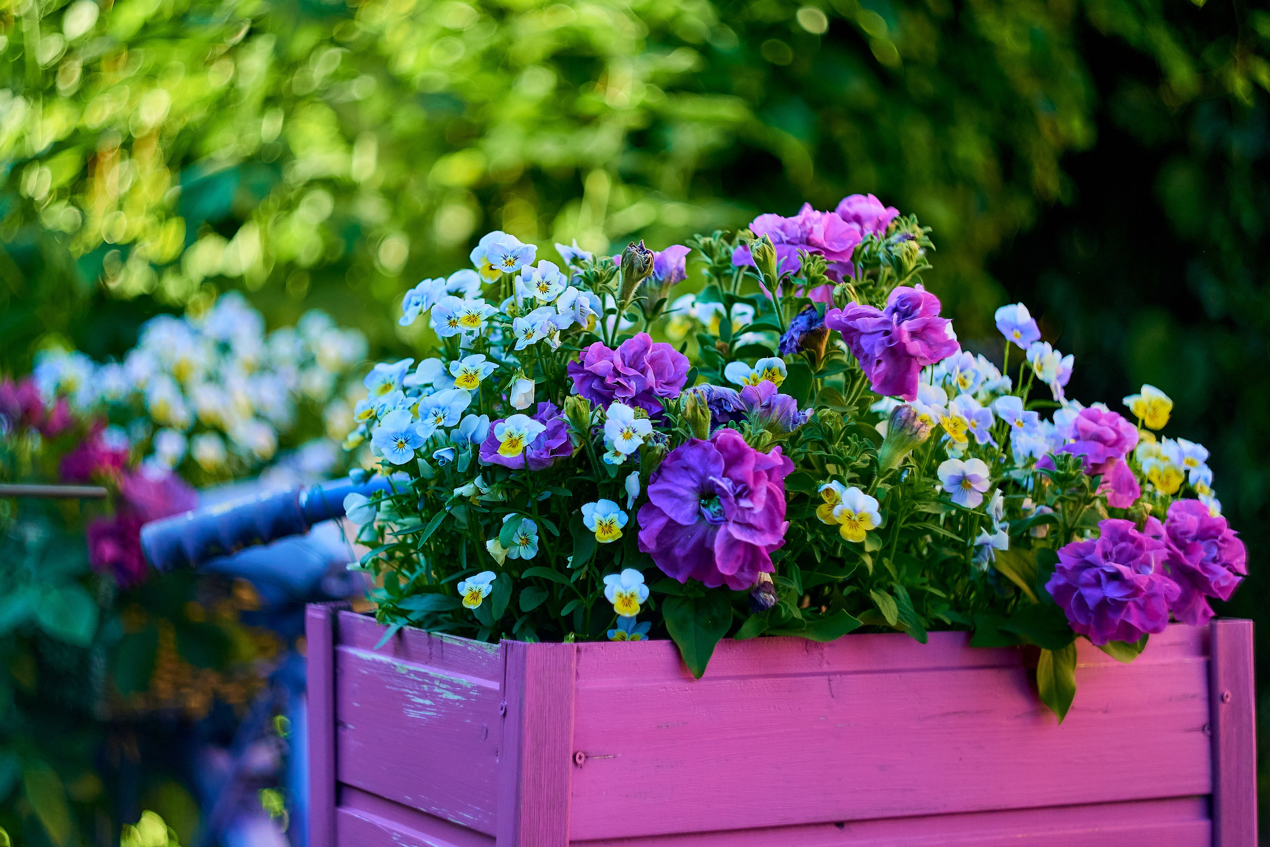 Nikon D850+Helios 44-2 2/58