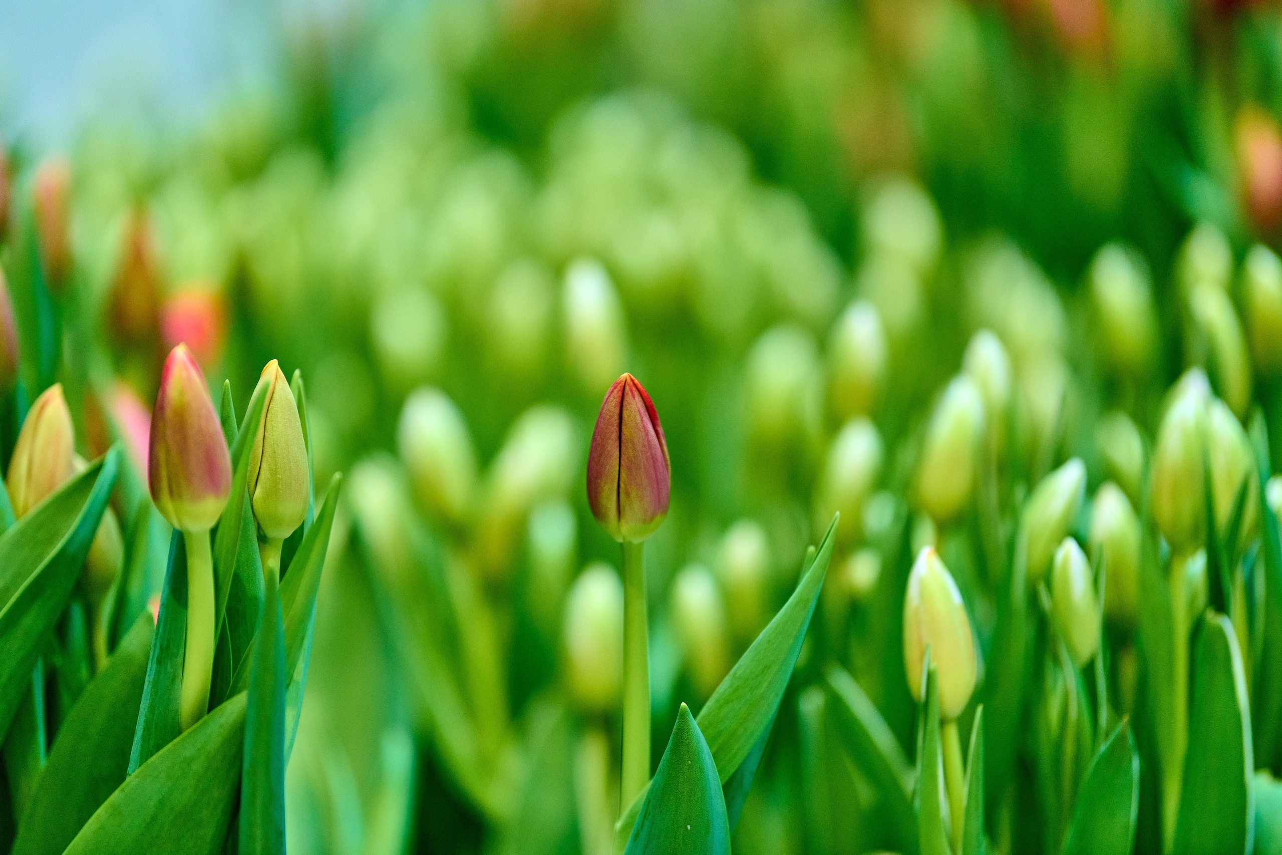 Уличный фотограф в Москве