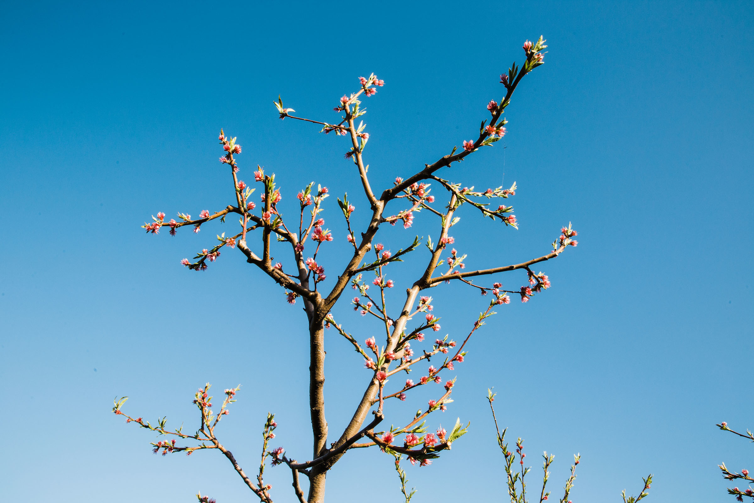 В дни вечной весны //Илья&Наталья. Фотограф Алутера Ирина