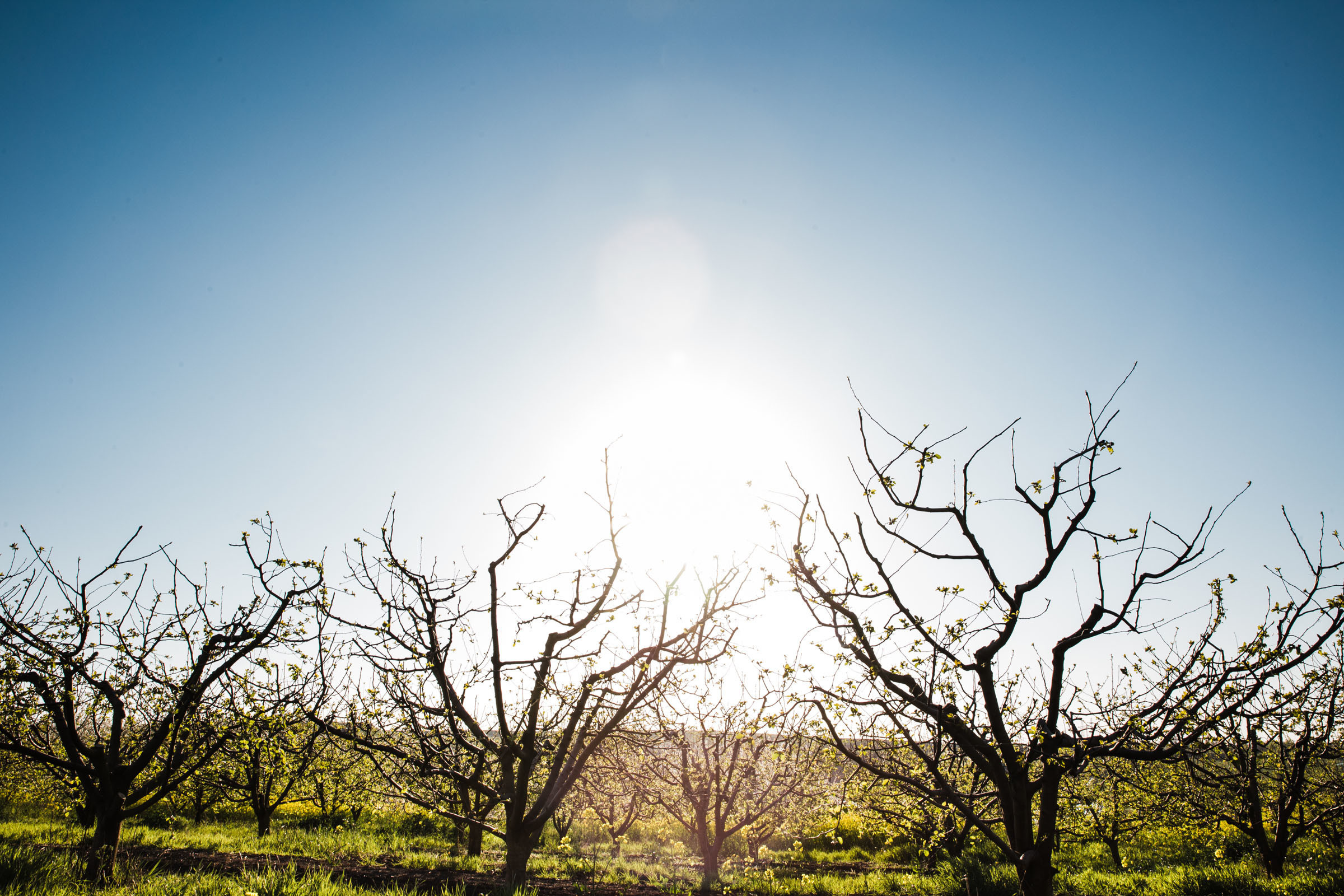 В дни вечной весны //Илья&Наталья. Фотограф Алутера Ирина