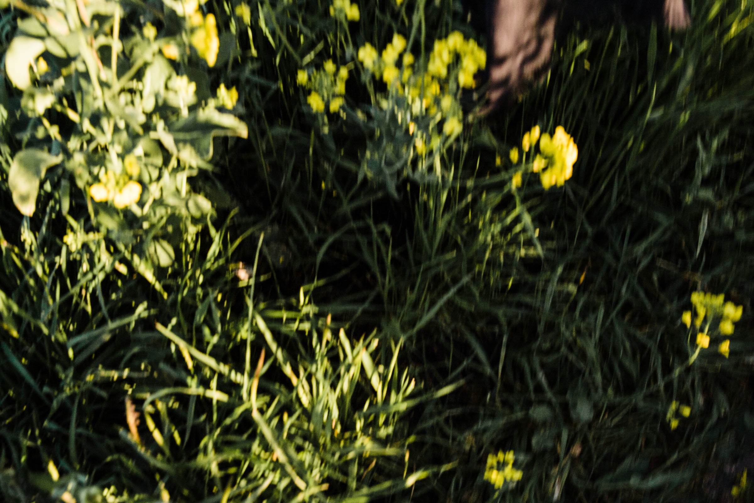 В дни вечной весны //Илья&Наталья. Фотограф Алутера Ирина