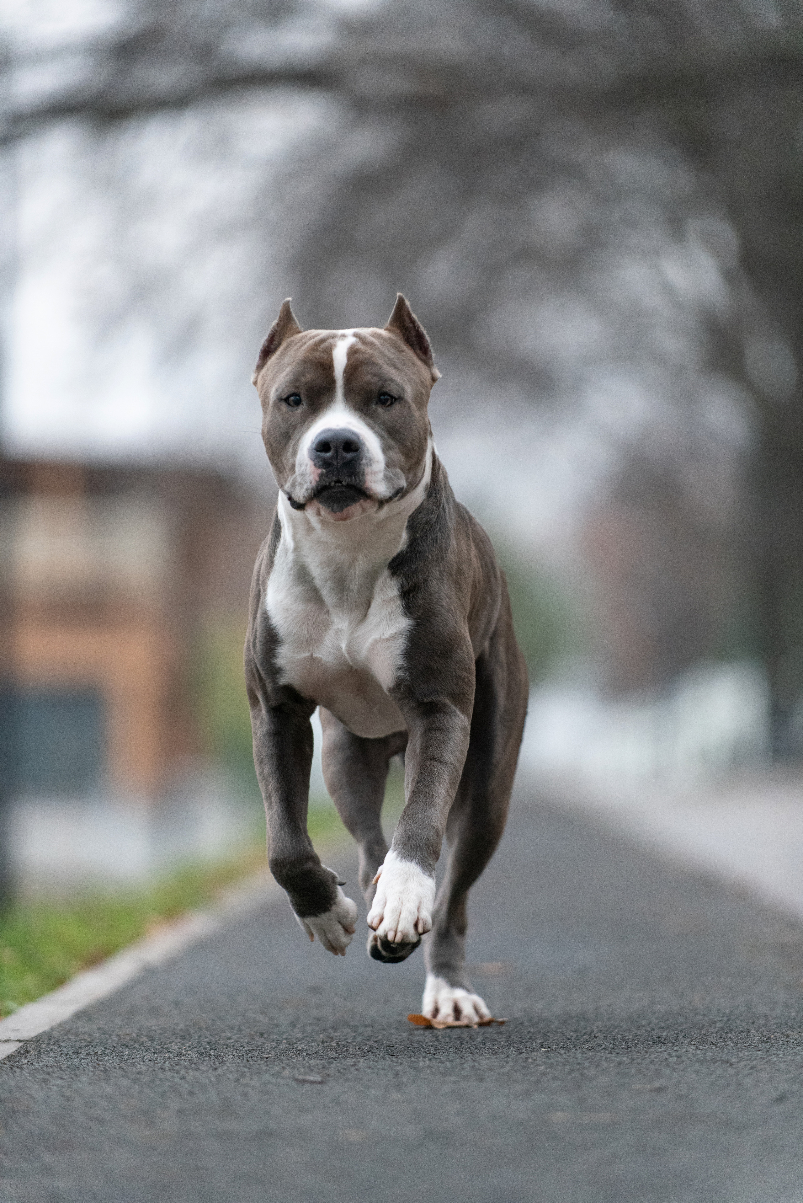 Ирина, Марат и Ричи. Фотограф анималист в Казани Алина Сулейманова. Фотограф животных