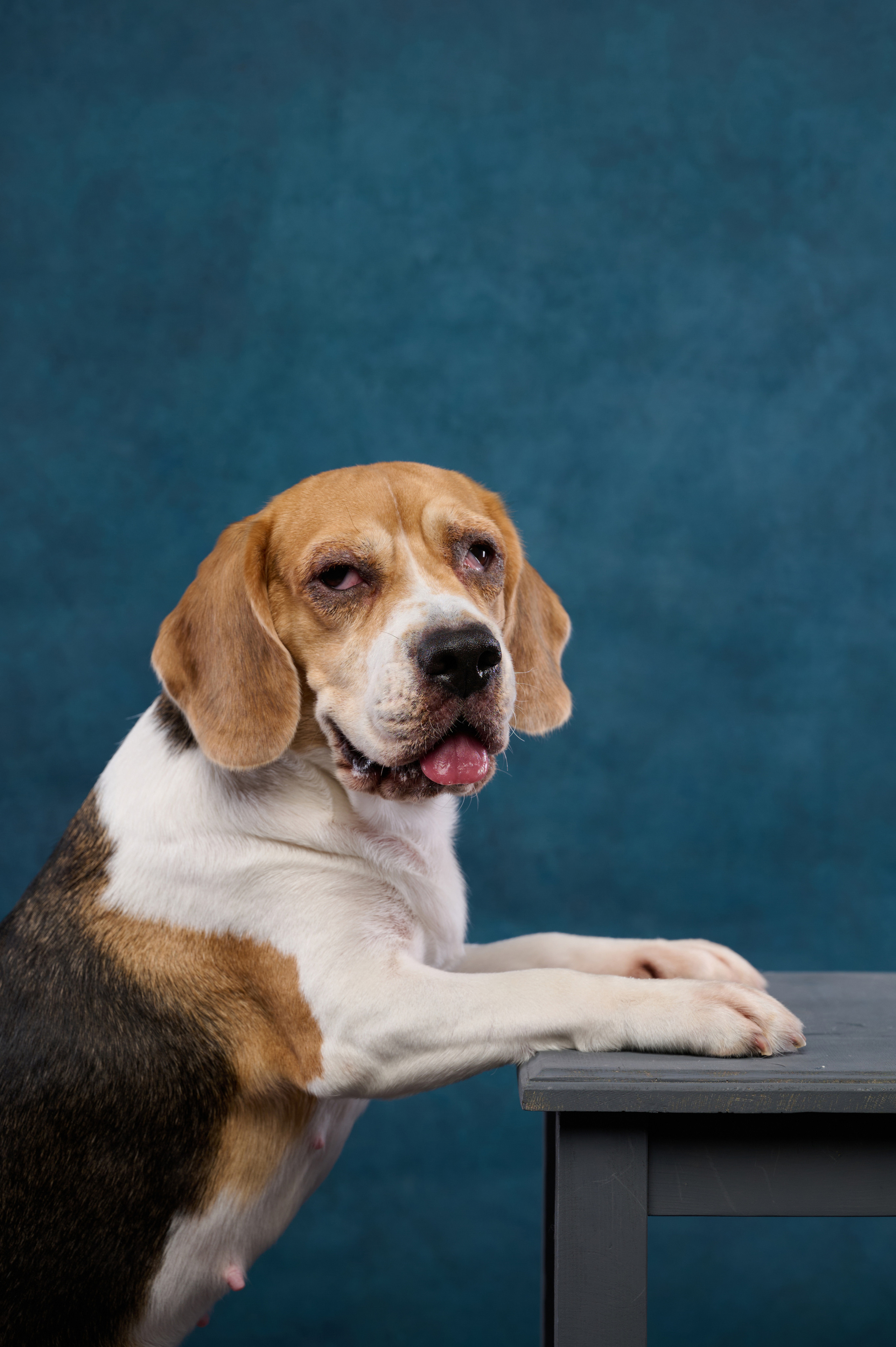 Бигль. Фотограф анималист в Казани Алина Сулейманова. Фотограф животных