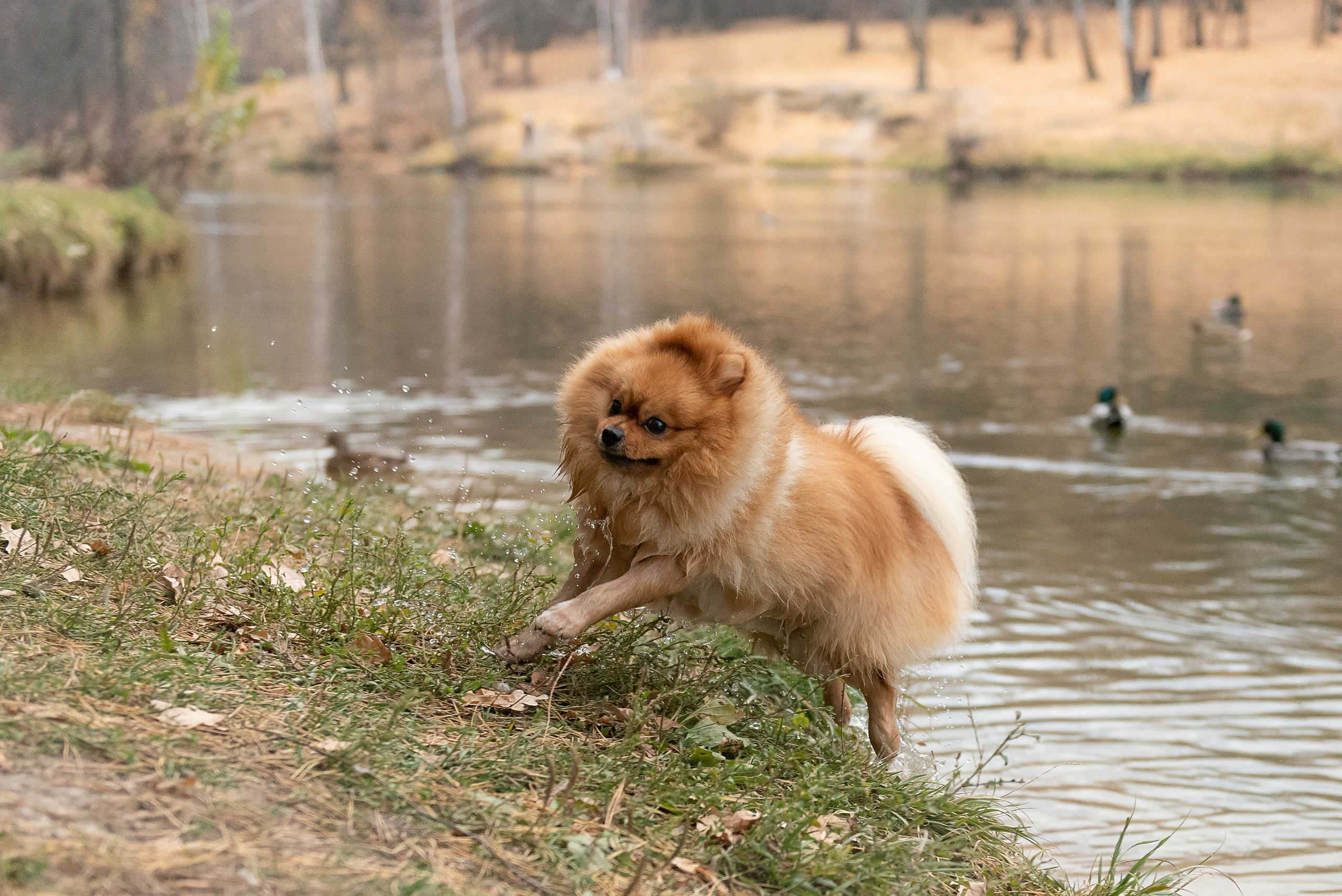 Зарина и Джонни. Фотограф анималист в Казани Алина Сулейманова. Фотограф животных