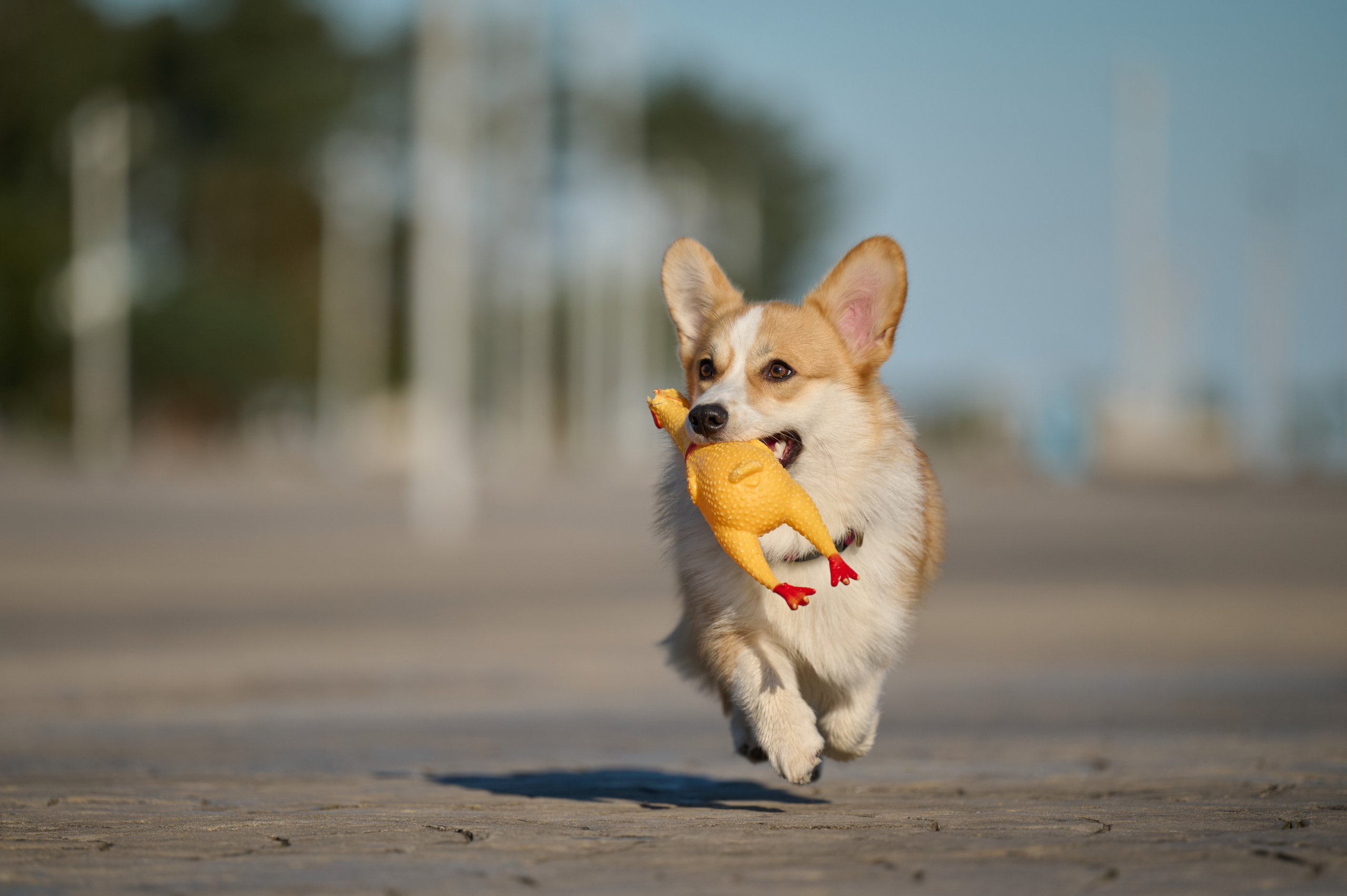 Катя, Данил и Деби. Фотограф анималист в Казани Алина Сулейманова. Фотограф животных