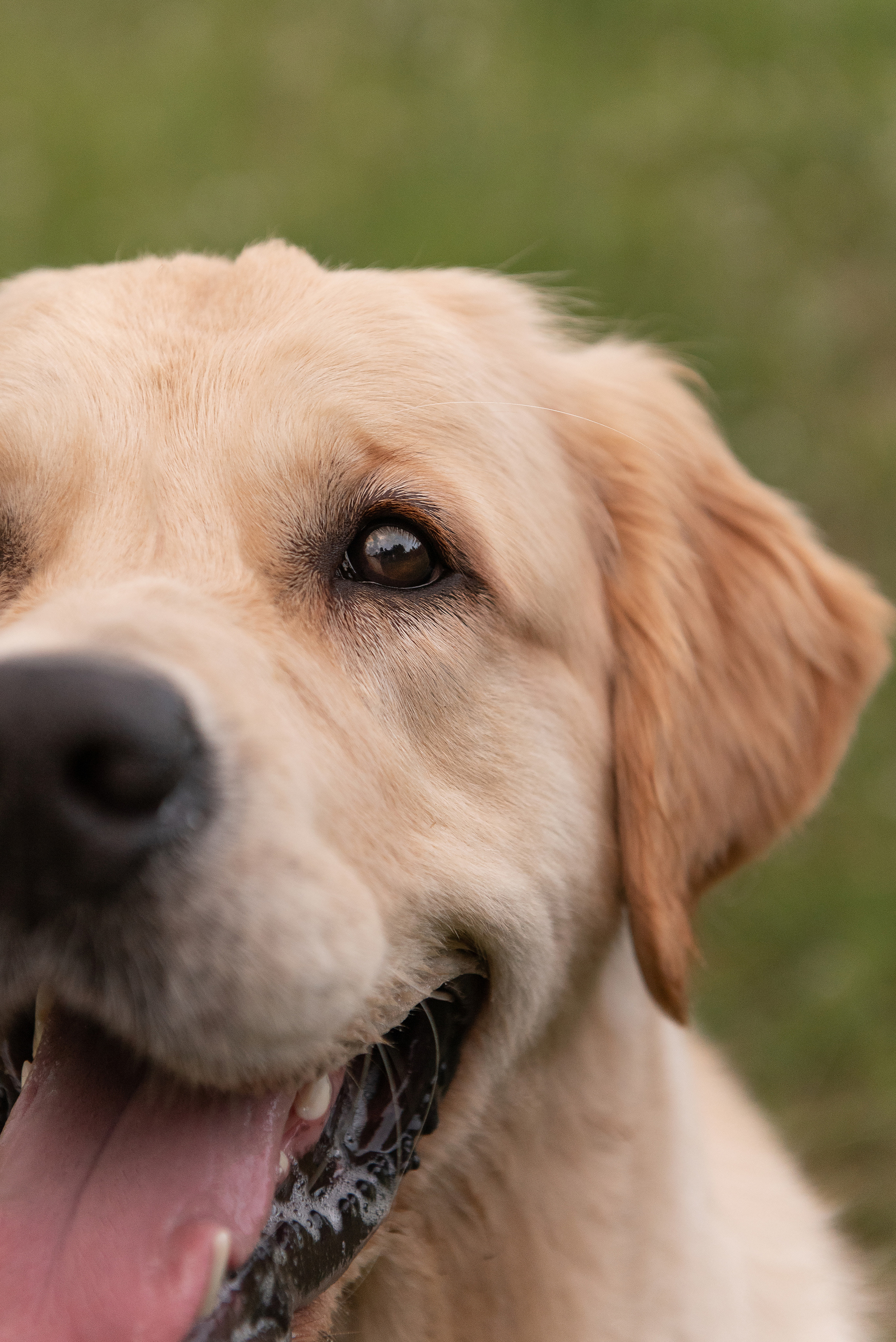 Светлана и Чарли. Фотограф анималист в Казани Алина Сулейманова. Фотограф животных