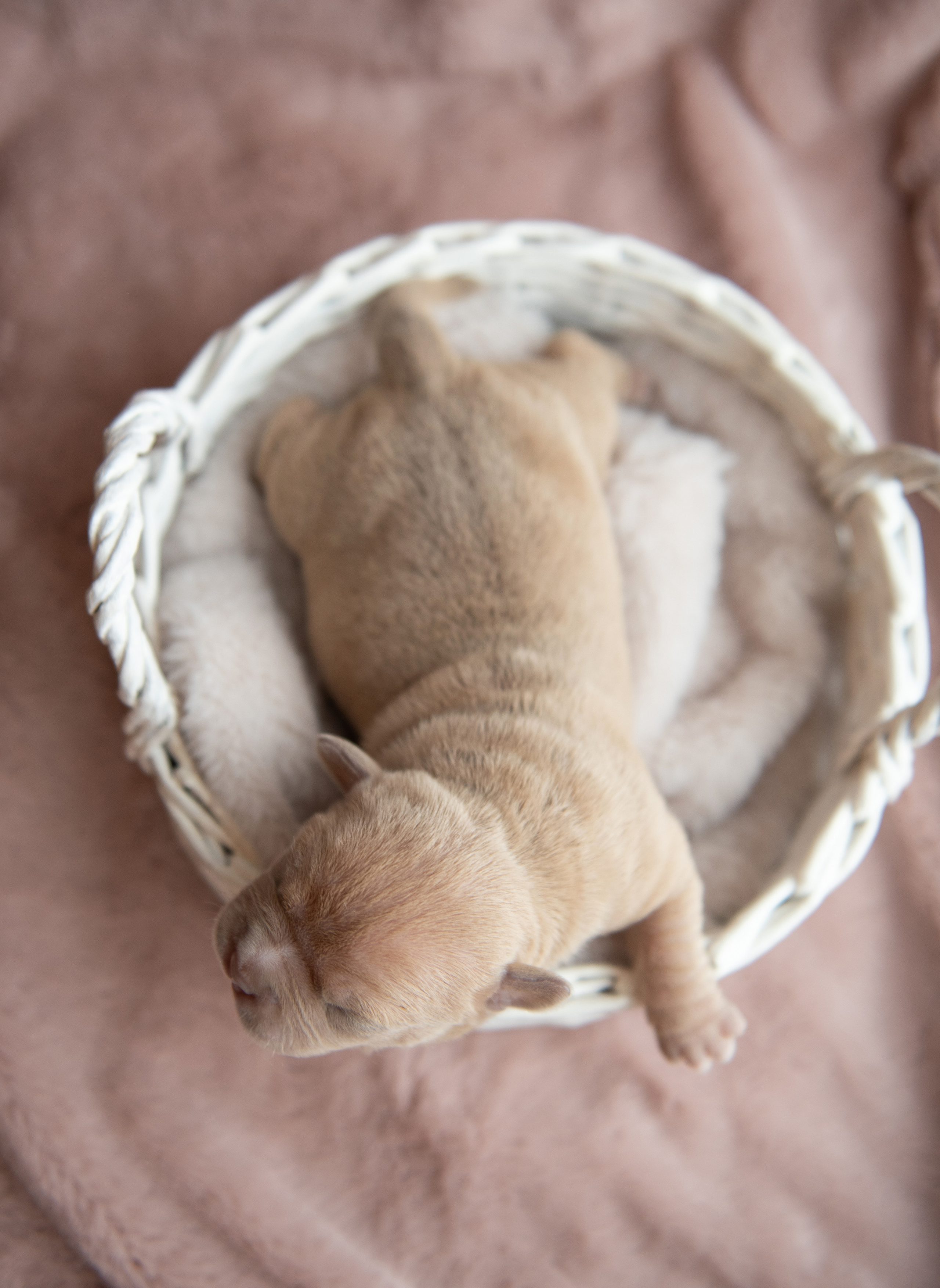 Щенки в домашней студии. Фотограф анималист в Казани Алина Сулейманова. Фотограф животных