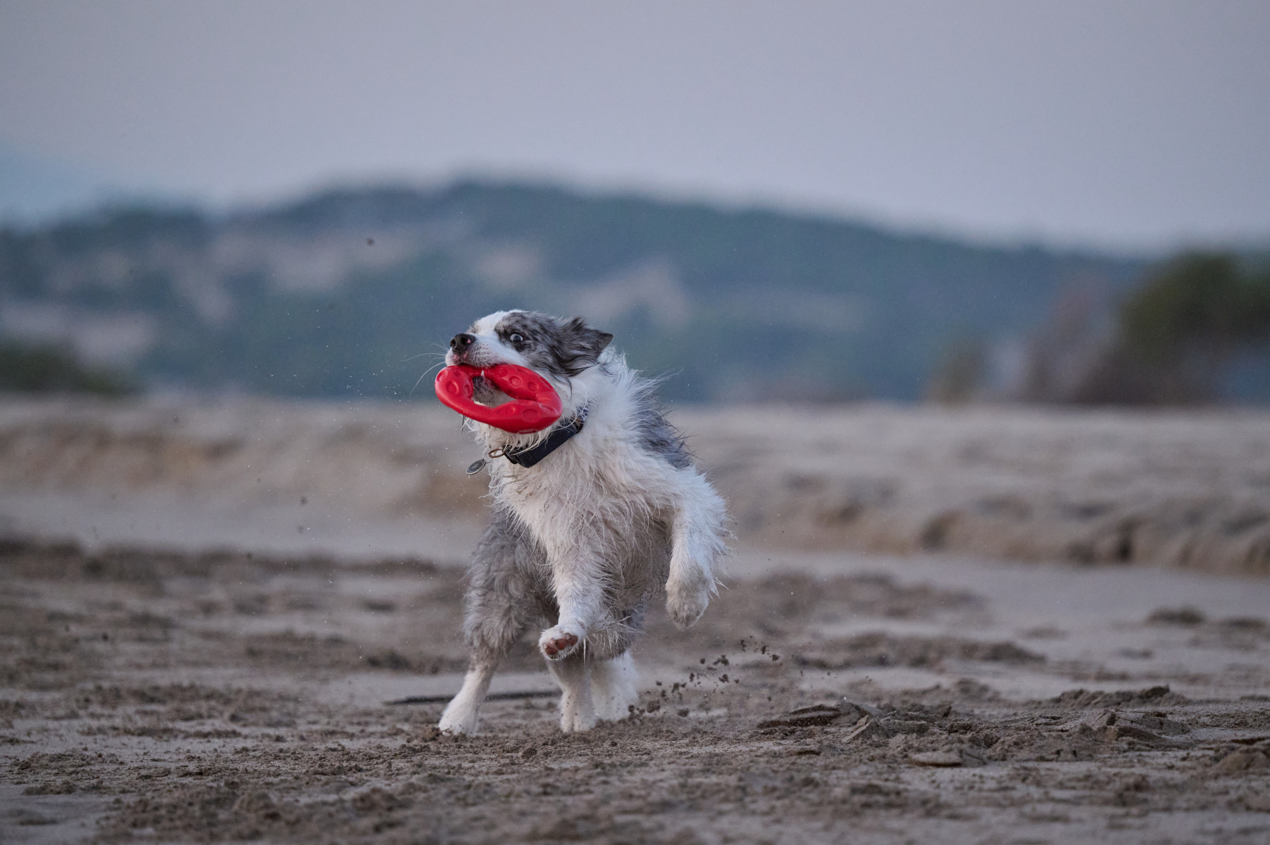 Мария и Декс, на берегу моря. Фотограф анималист в Казани Алина Сулейманова. Фотограф животных