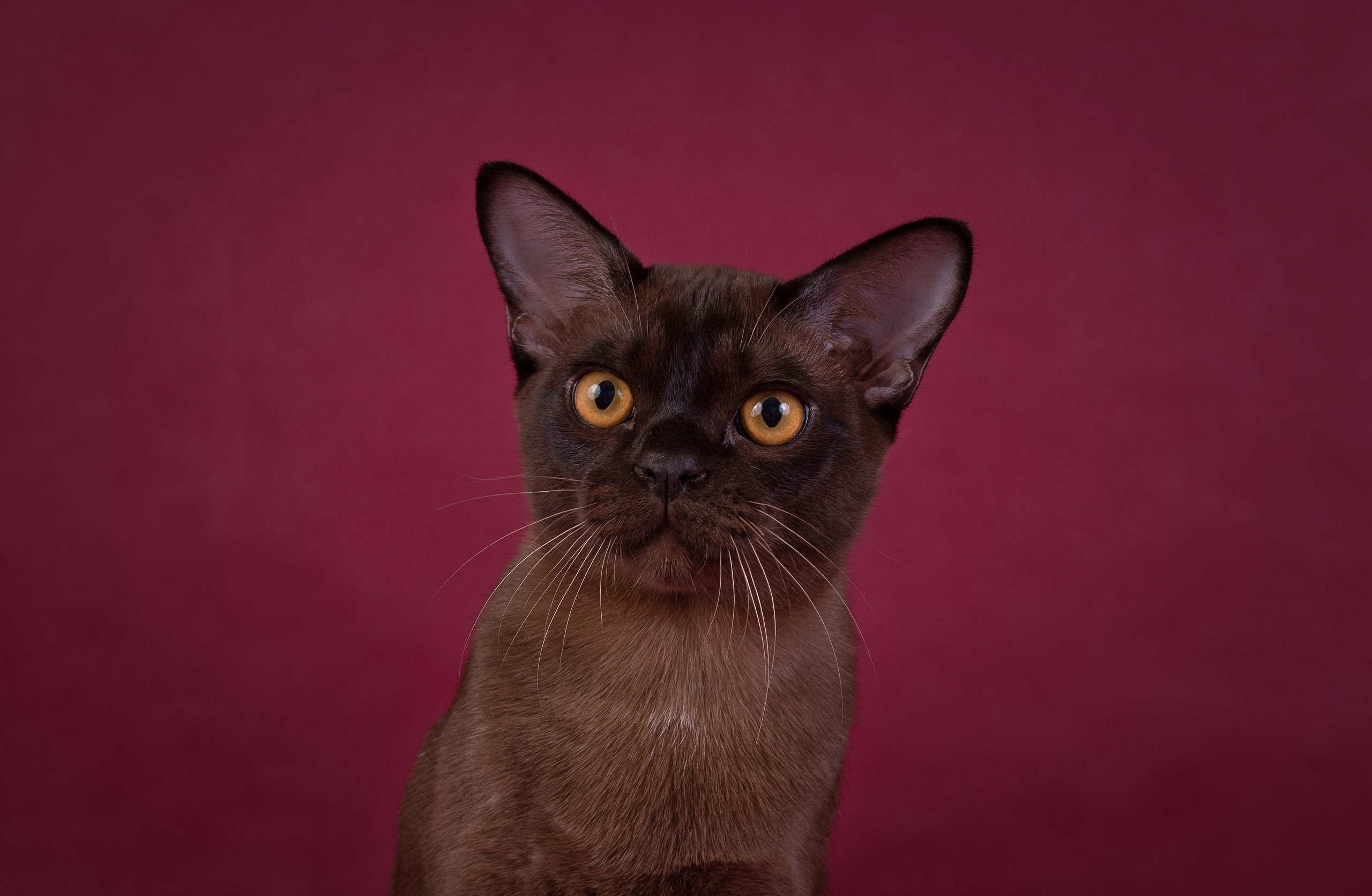 Котята в домашней студии. Фотограф анималист в Казани Алина Сулейманова. Фотограф животных