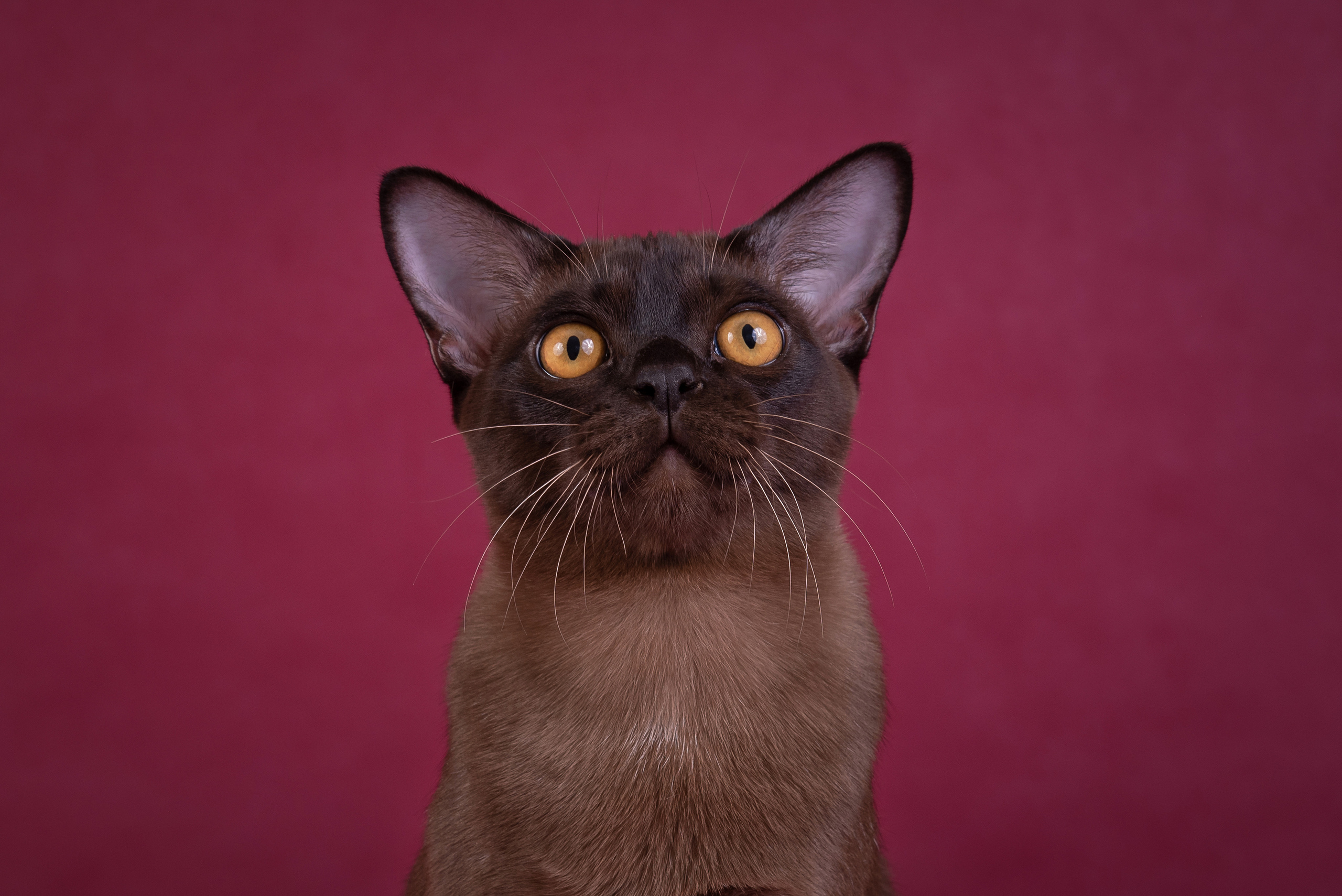 Котята в домашней студии. Фотограф анималист в Казани Алина Сулейманова. Фотограф животных