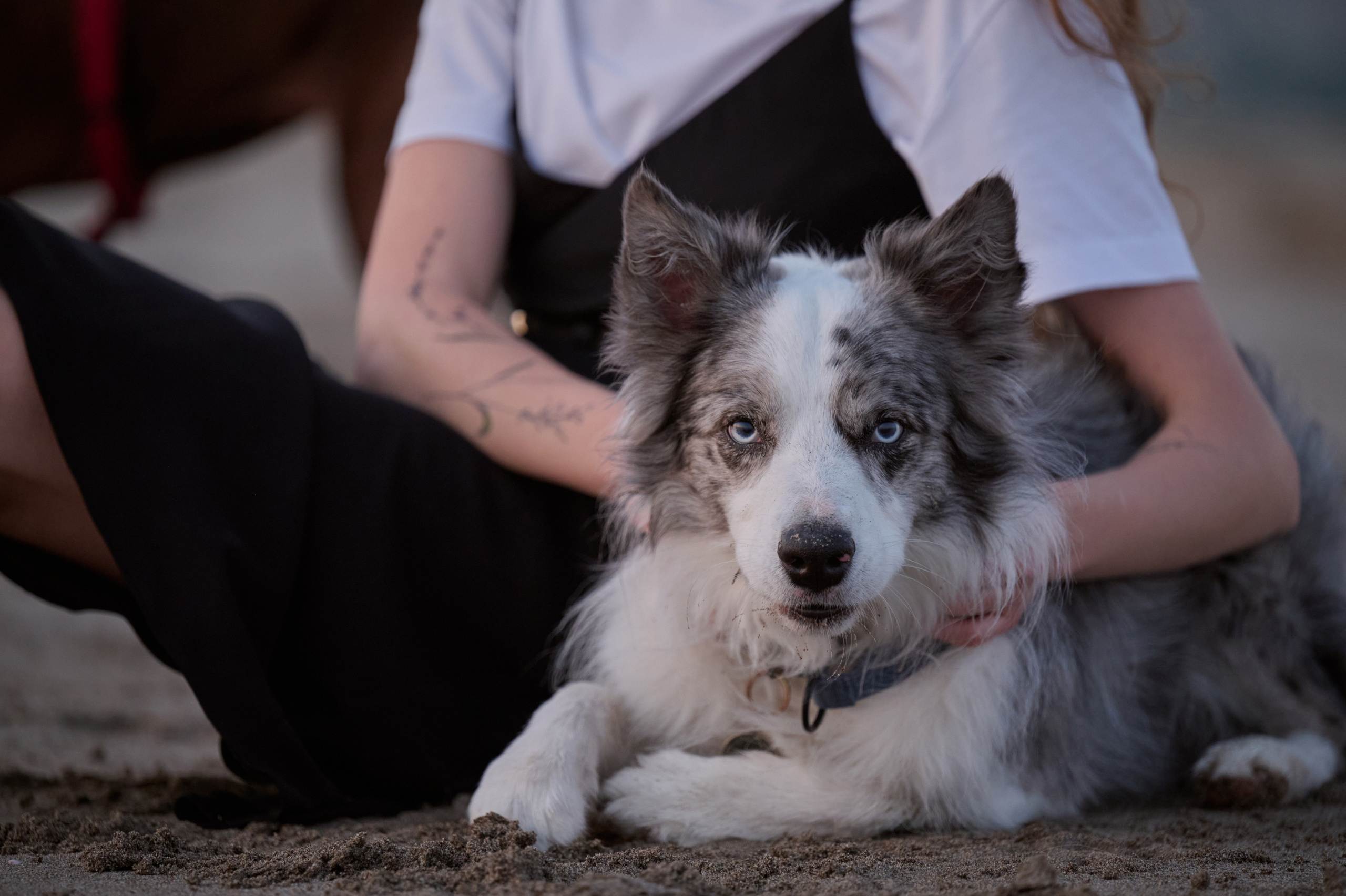 Мария и Декс, на берегу моря. Фотограф анималист в Казани Алина Сулейманова. Фотограф животных