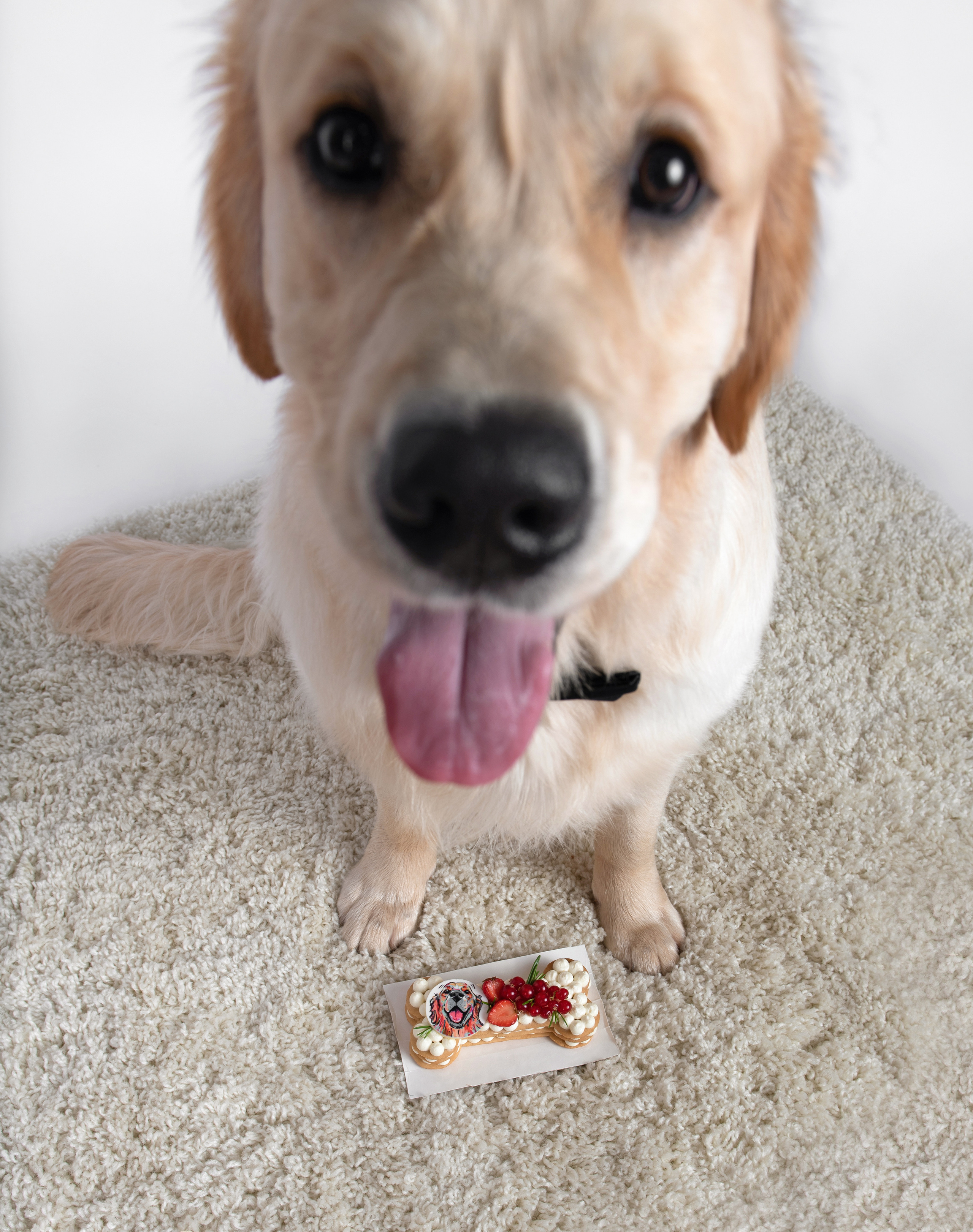 Чарли 1 год. Фотограф анималист в Казани Алина Сулейманова. Фотограф животных