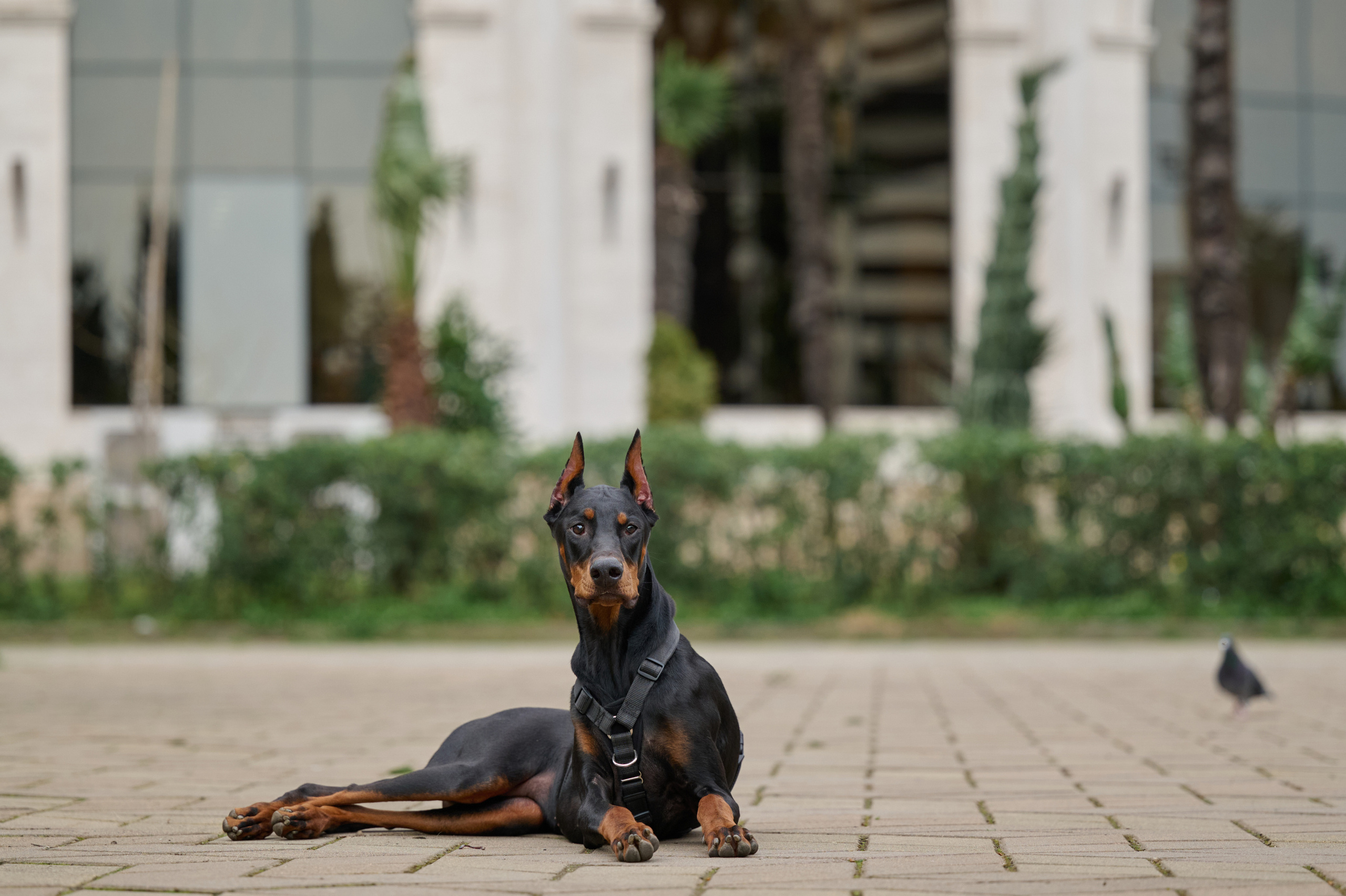 Герда. Фотограф анималист в Казани Алина Сулейманова. Фотограф животных