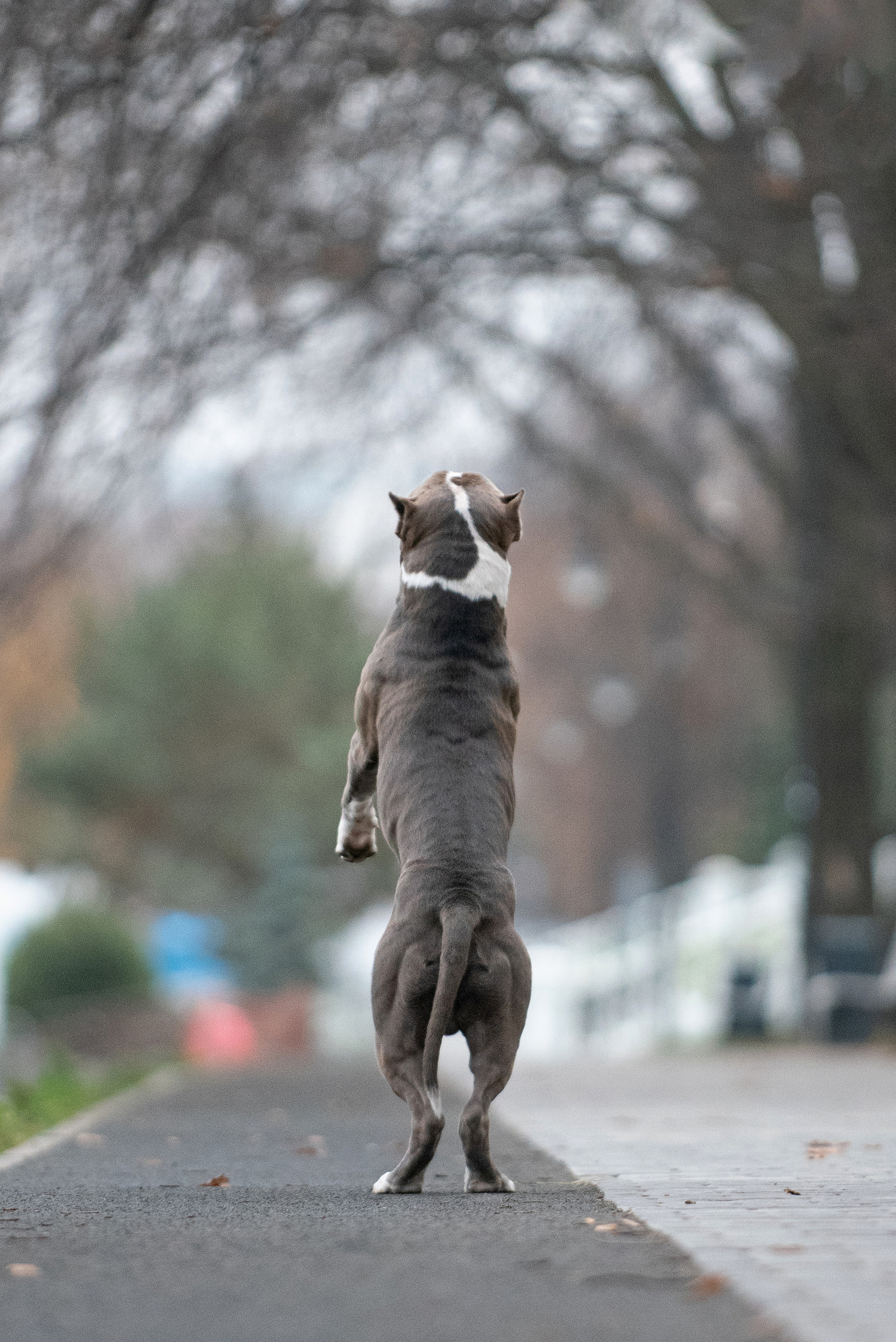 Ирина, Марат и Ричи. Фотограф анималист в Казани Алина Сулейманова. Фотограф животных