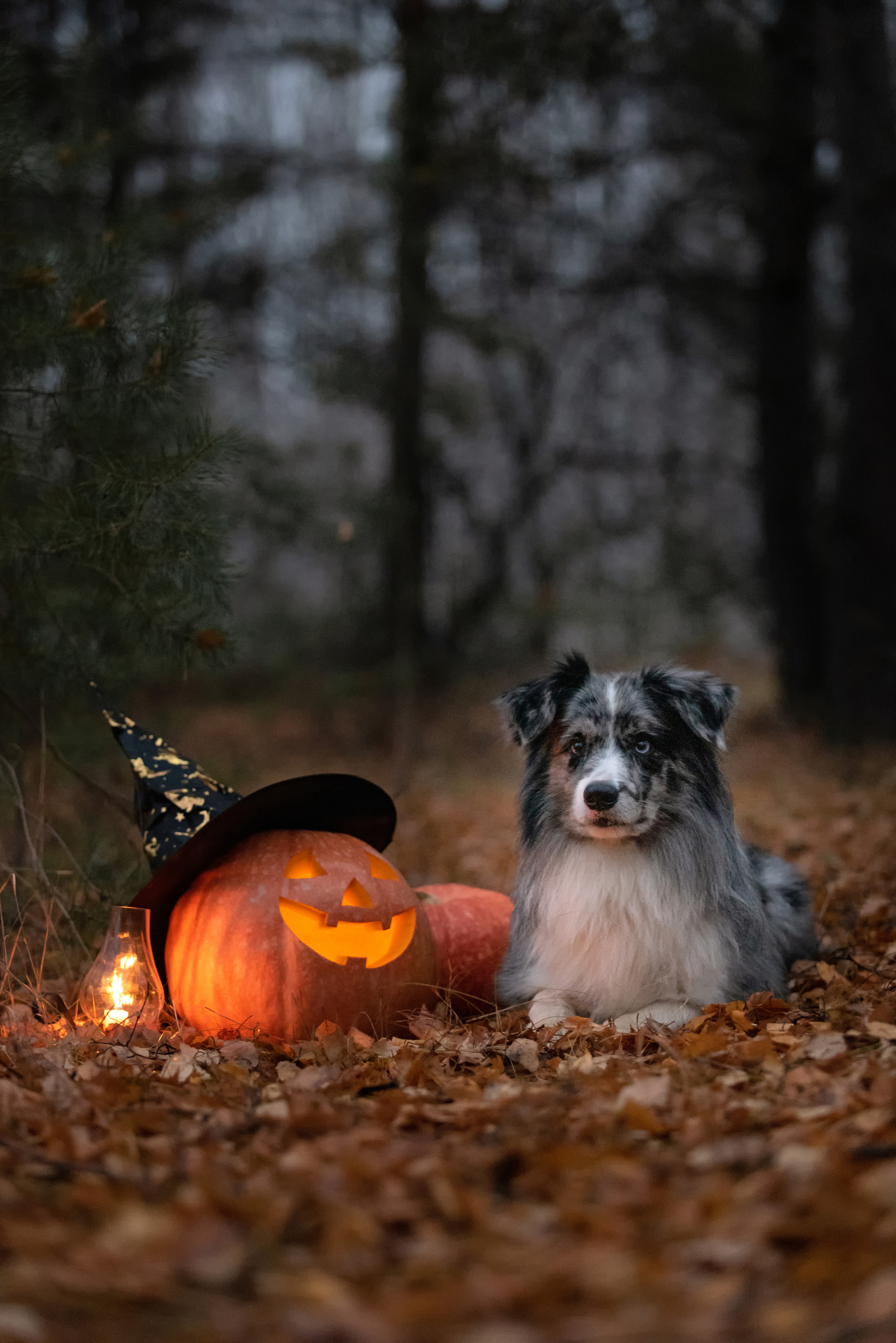 Амур и тыква. Фотограф анималист в Казани Алина Сулейманова. Фотограф животных