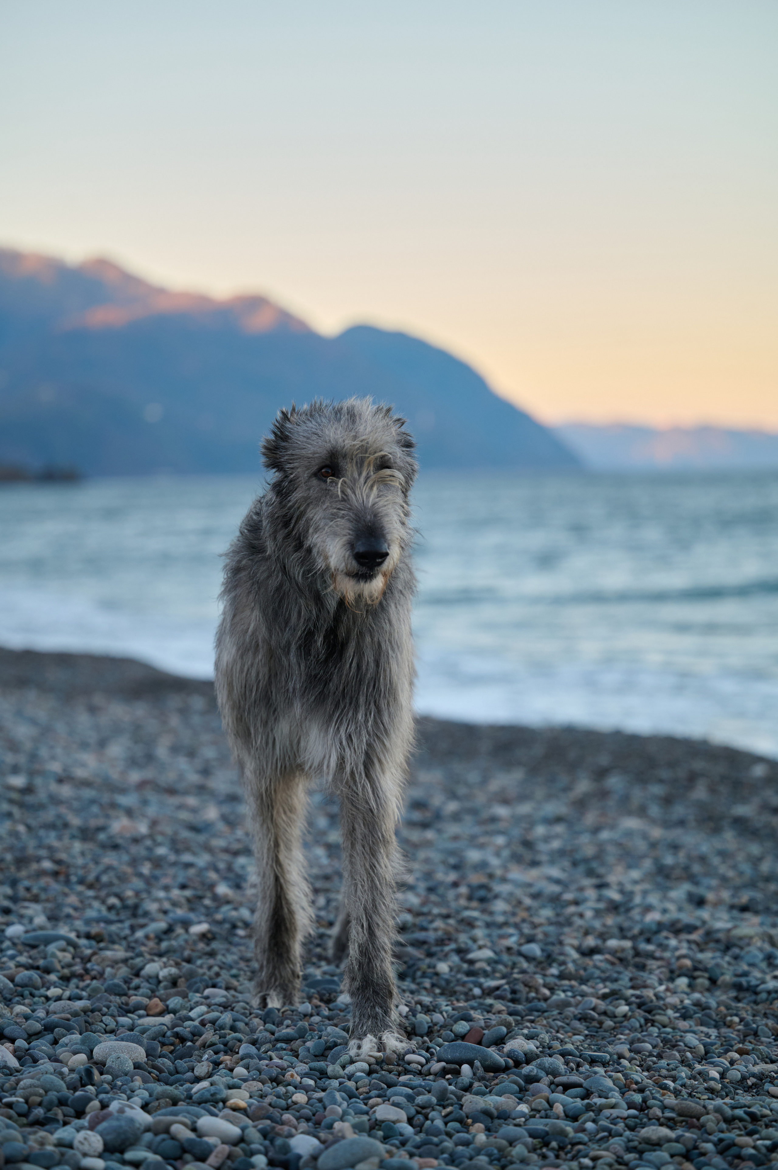 Марина и Эва. Фотограф анималист в Казани Алина Сулейманова. Фотограф животных