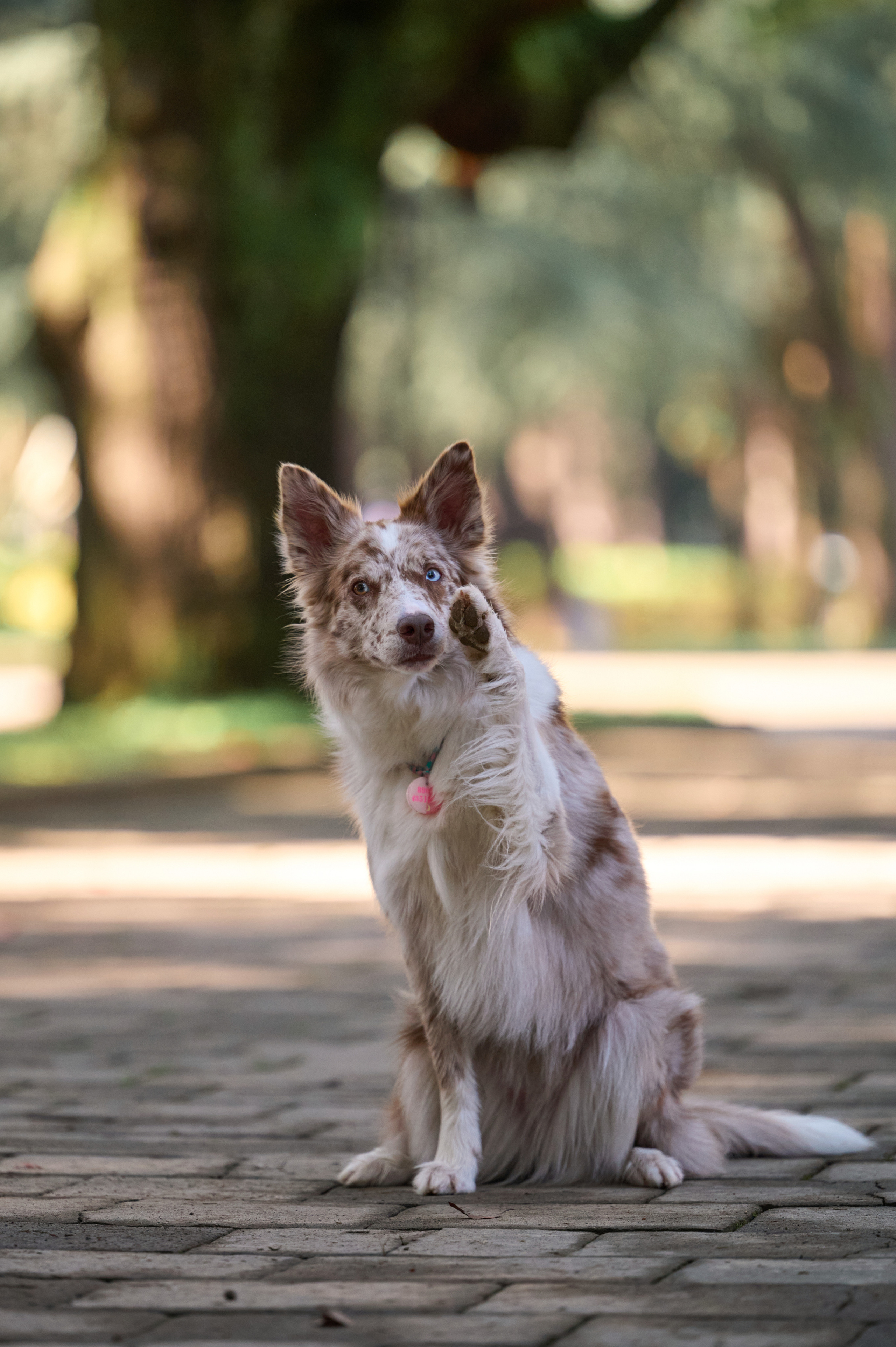 Полина и Бени. Фотограф анималист в Казани Алина Сулейманова. Фотограф животных