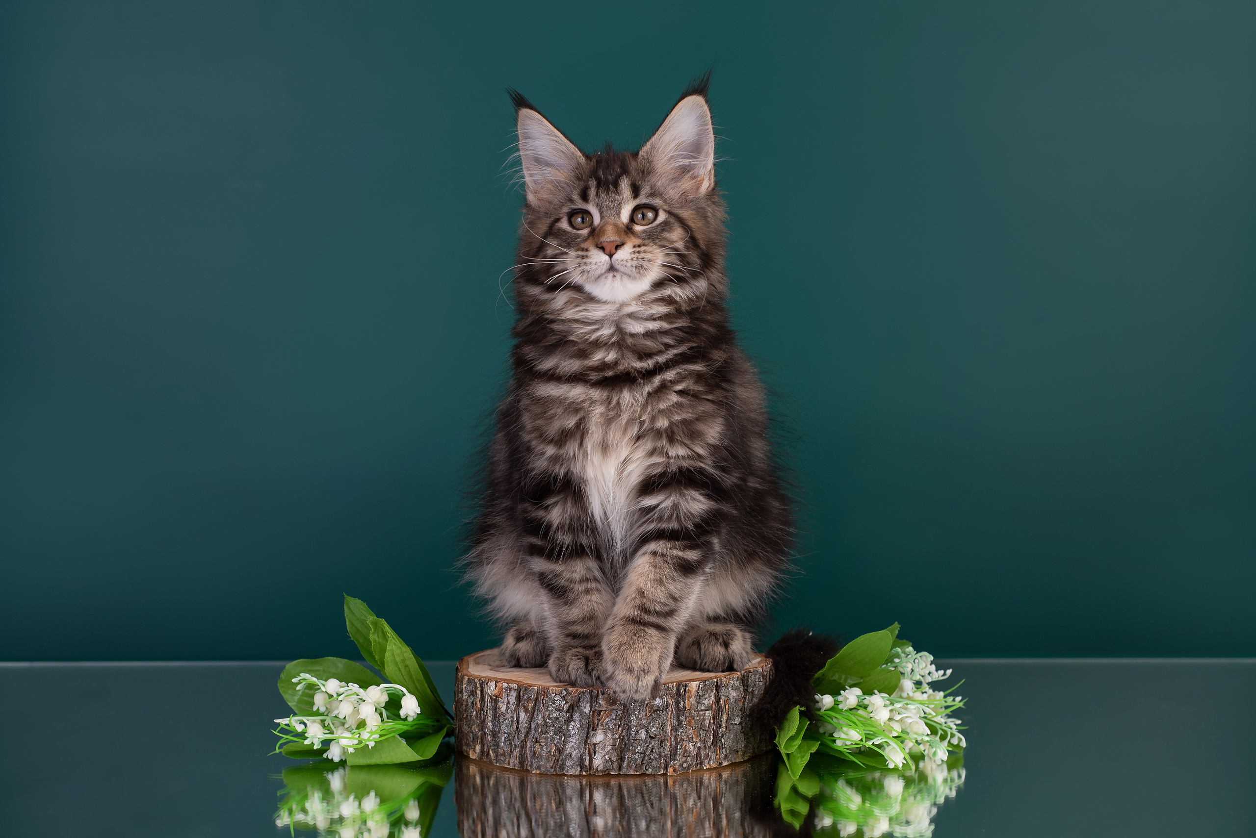 Котята в домашней студии. Фотограф анималист в Казани Алина Сулейманова. Фотограф животных