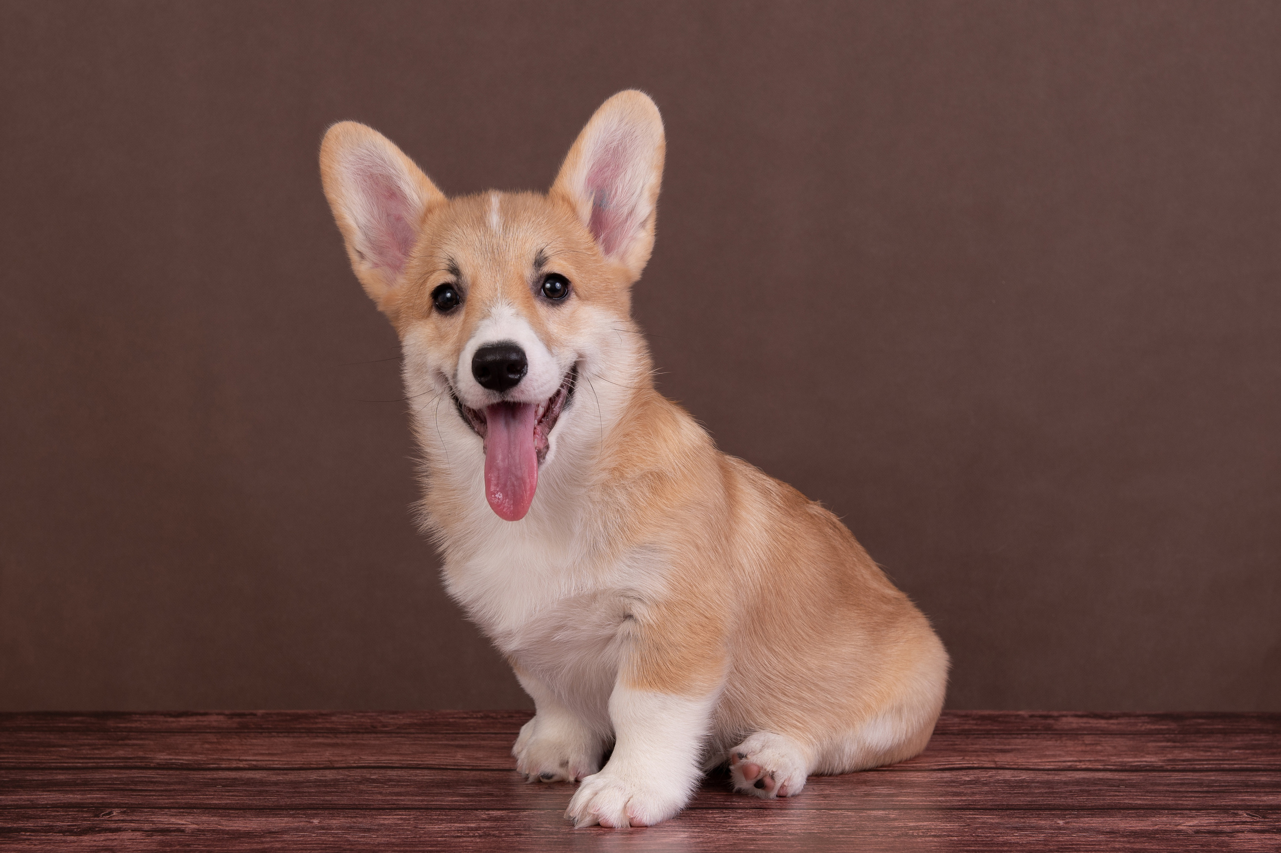 Щенки в домашней студии. Фотограф анималист в Казани Алина Сулейманова. Фотограф животных