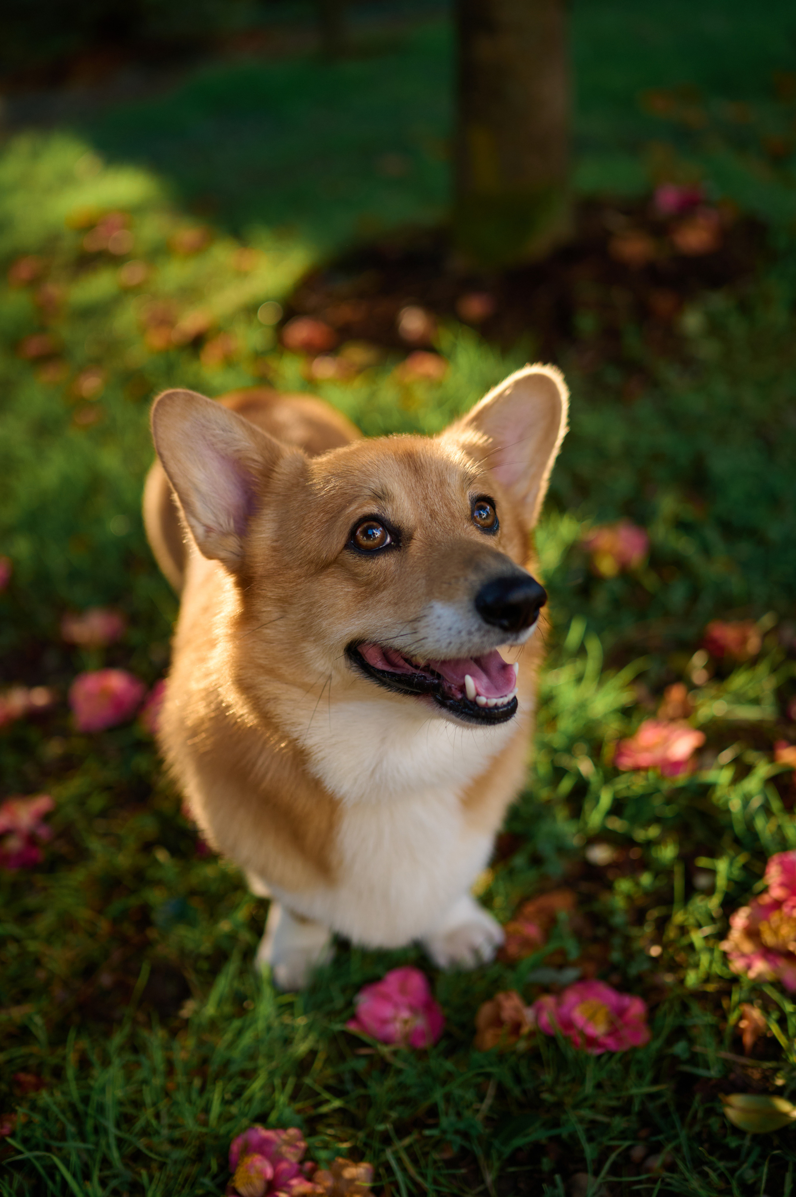 Полина и Вайрон. Фотограф анималист в Казани Алина Сулейманова. Фотограф животных