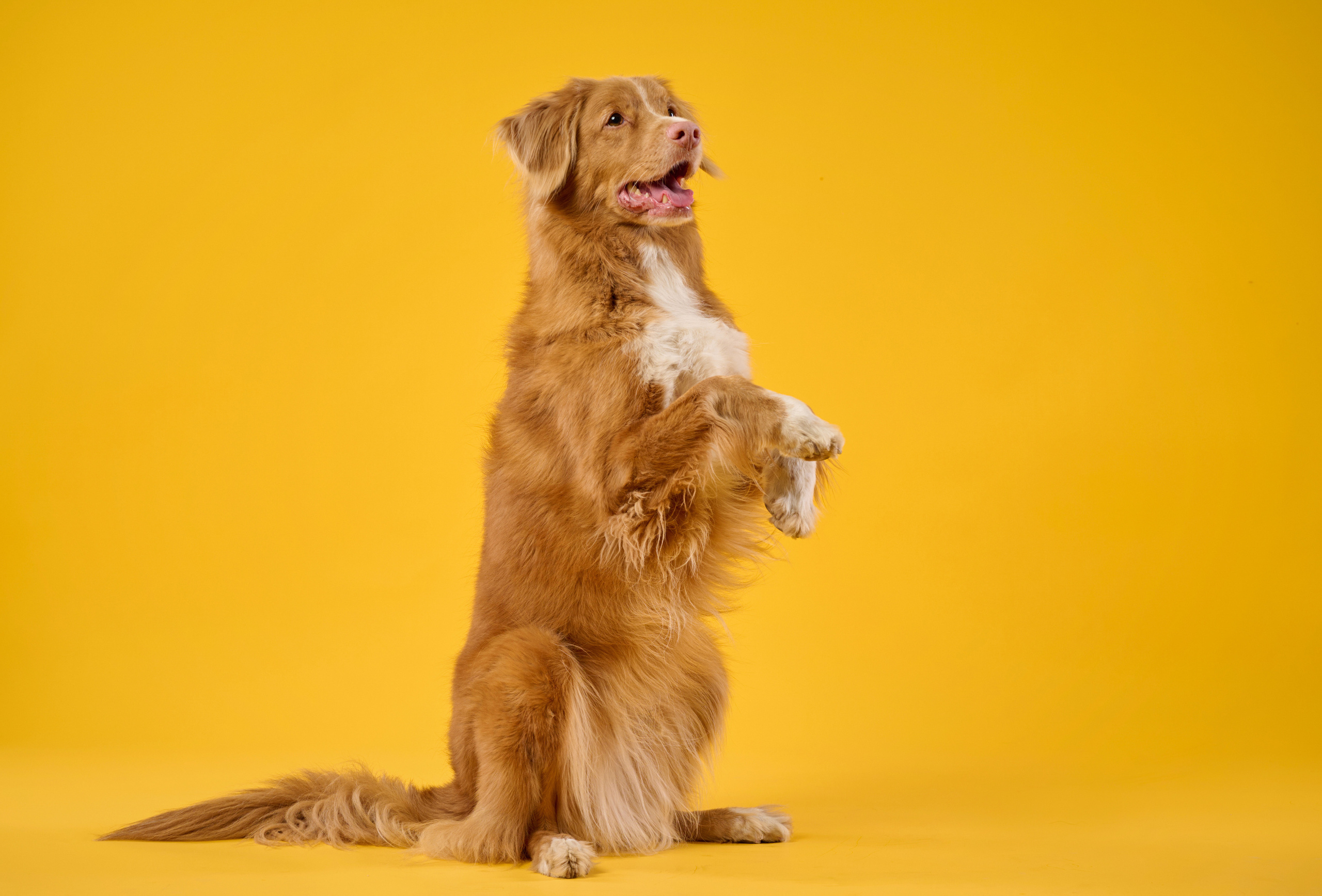 Рика. Фотограф анималист в Казани Алина Сулейманова. Фотограф животных