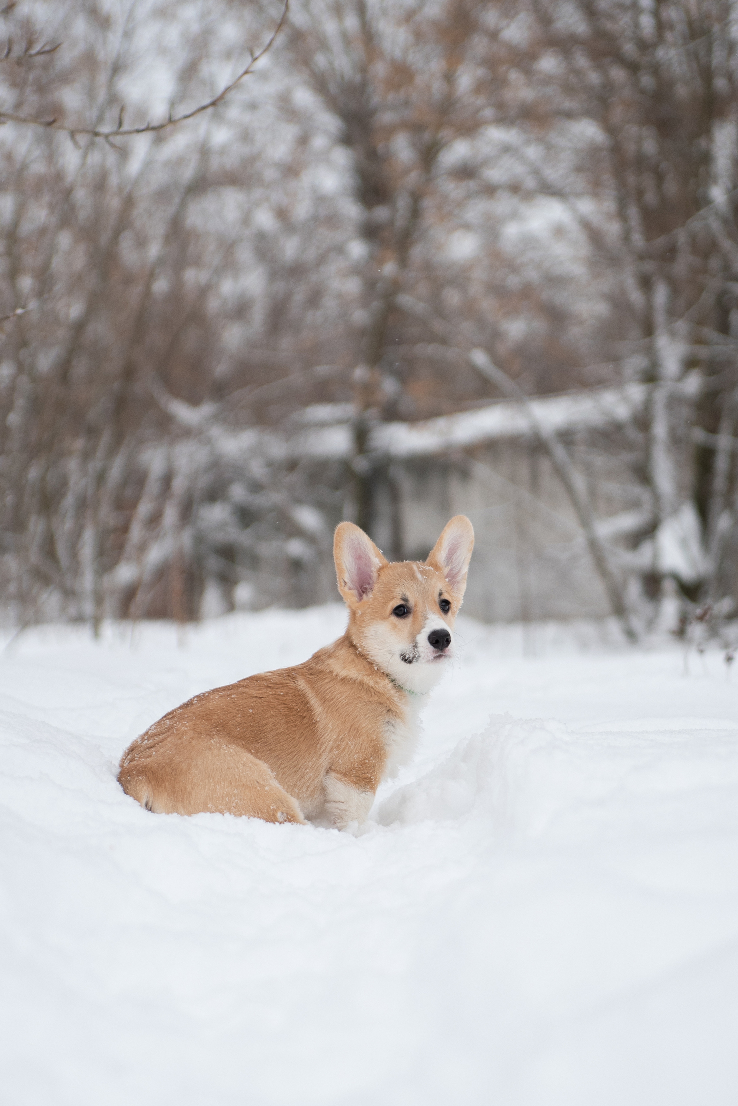 Щенки и котята на улице. Фотограф анималист в Казани Алина Сулейманова. Фотограф животных