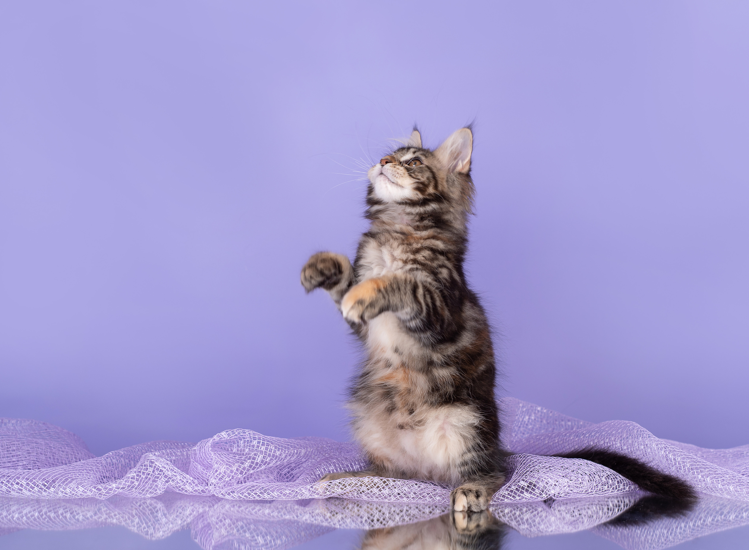 Котята в домашней студии. Фотограф анималист в Казани Алина Сулейманова. Фотограф животных