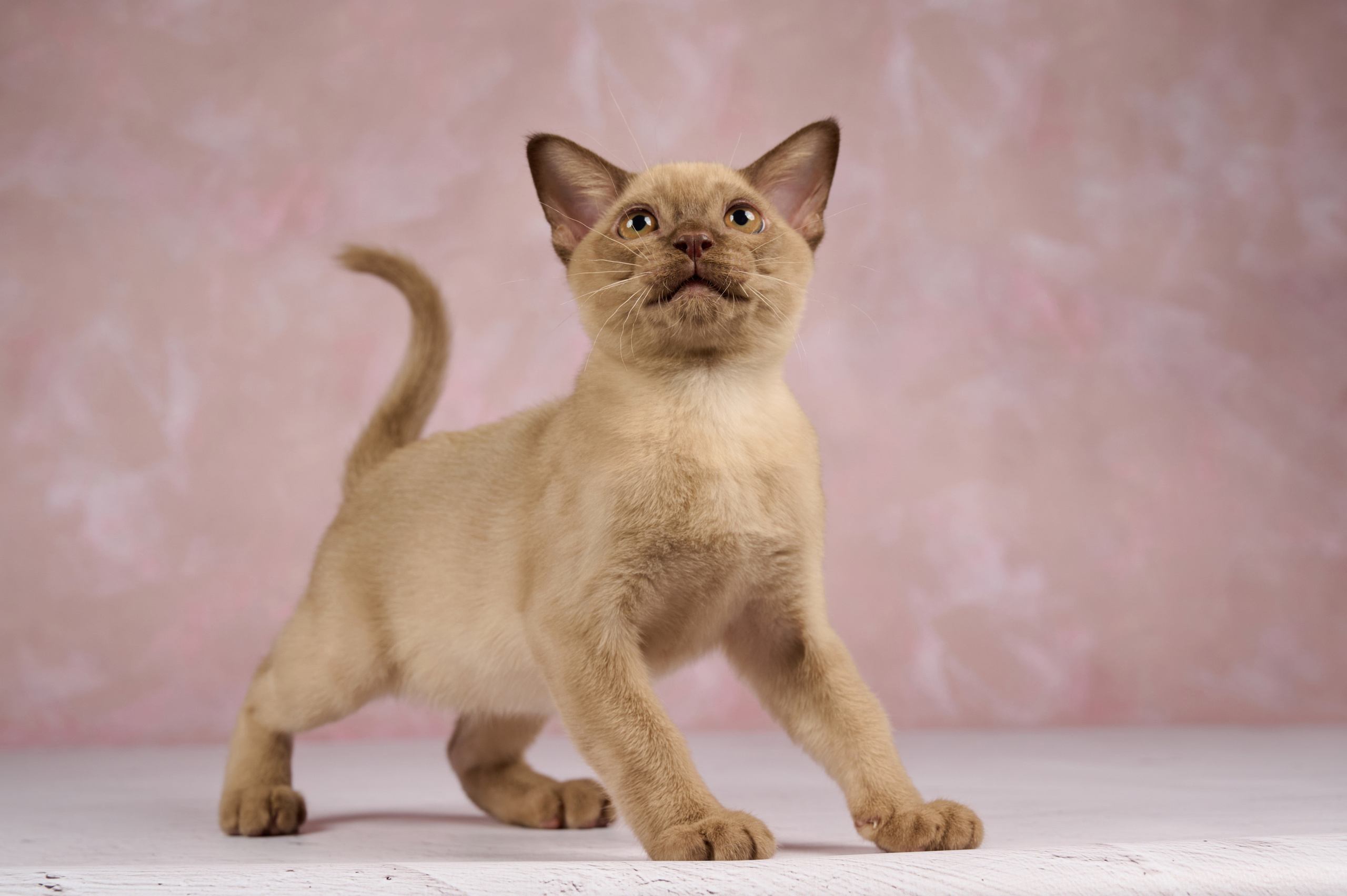 Котята в домашней студии. Фотограф анималист в Казани Алина Сулейманова. Фотограф животных