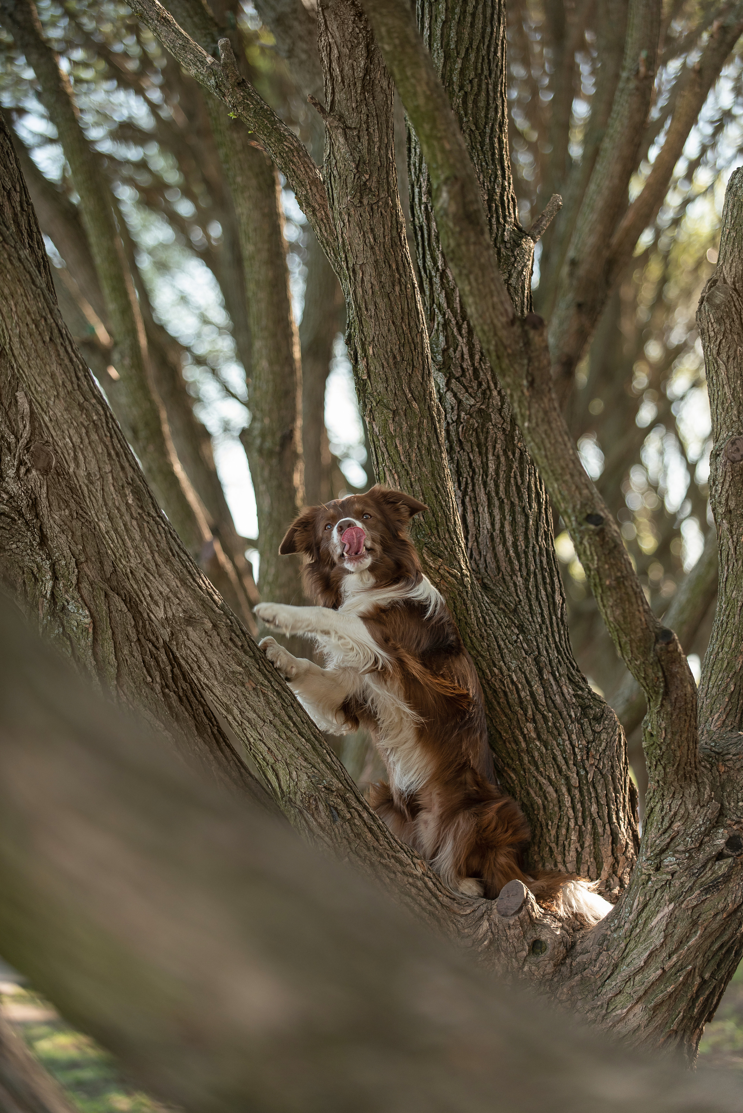 Фарго. Фотограф анималист в Казани Алина Сулейманова. Фотограф животных