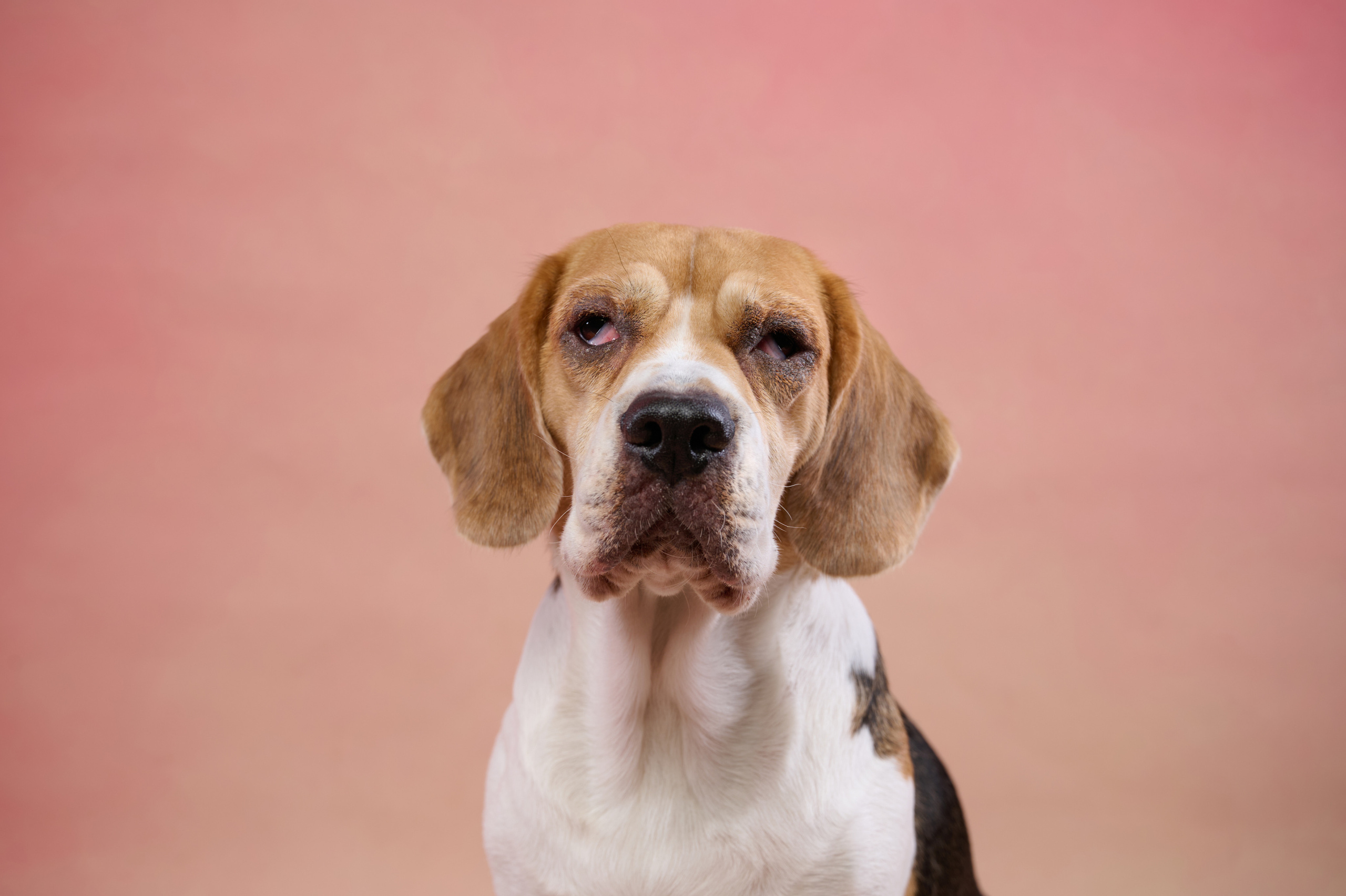 Бигль. Фотограф анималист в Казани Алина Сулейманова. Фотограф животных