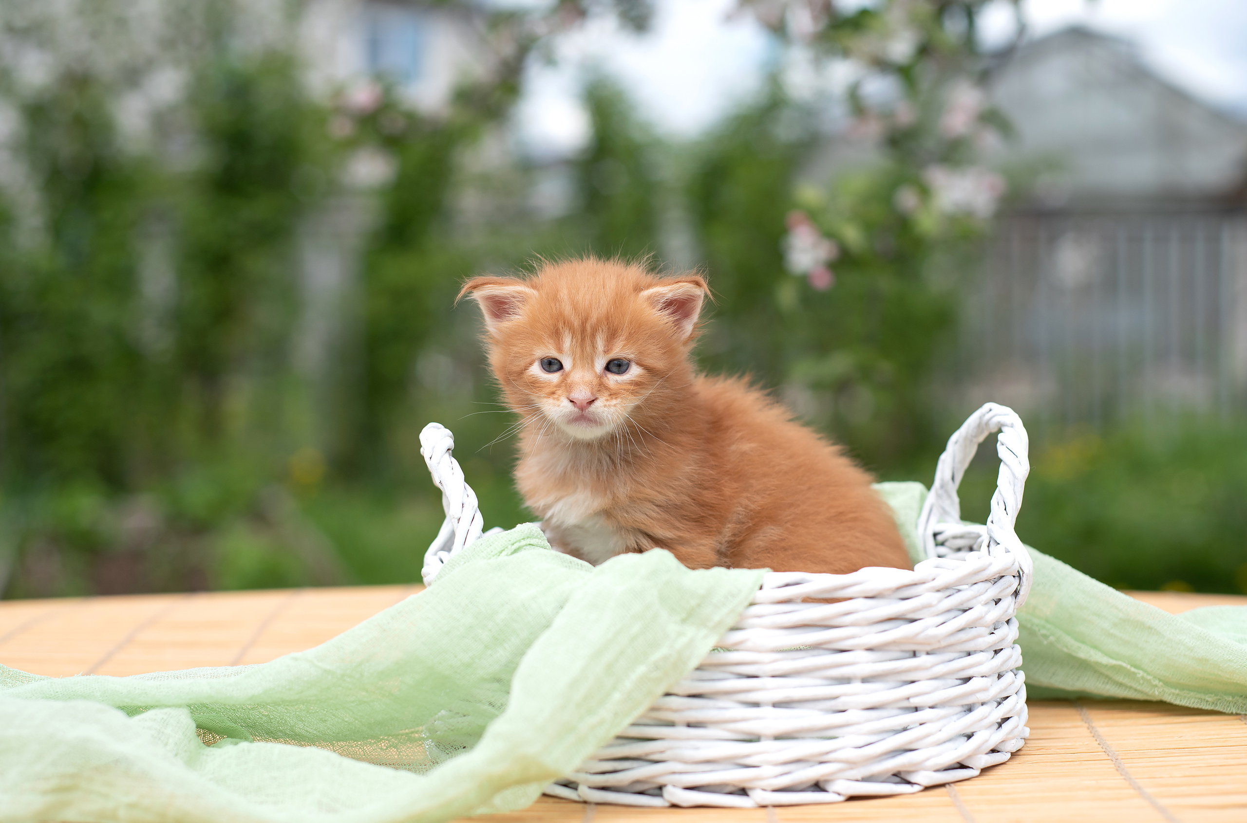 Щенки и котята на улице. Фотограф анималист в Казани Алина Сулейманова. Фотограф животных